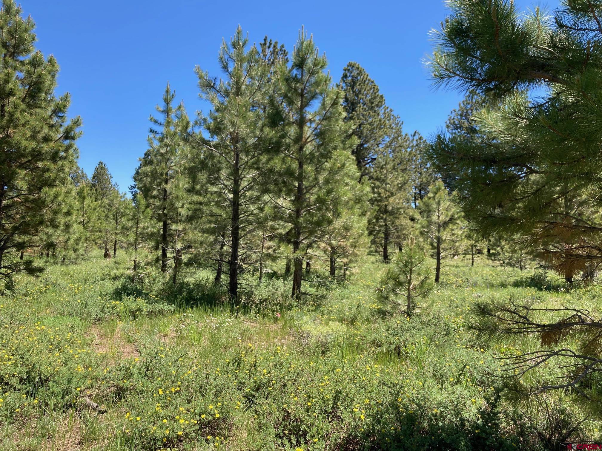 161-ac Tbd Kahvah Lane Placerville, CO 81430 - Photo 11 of 18 a view of a lush green forest