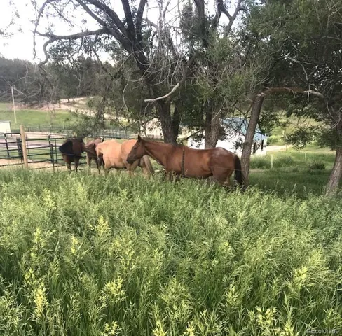 a view of a bunch of animals grazing on a lush green field