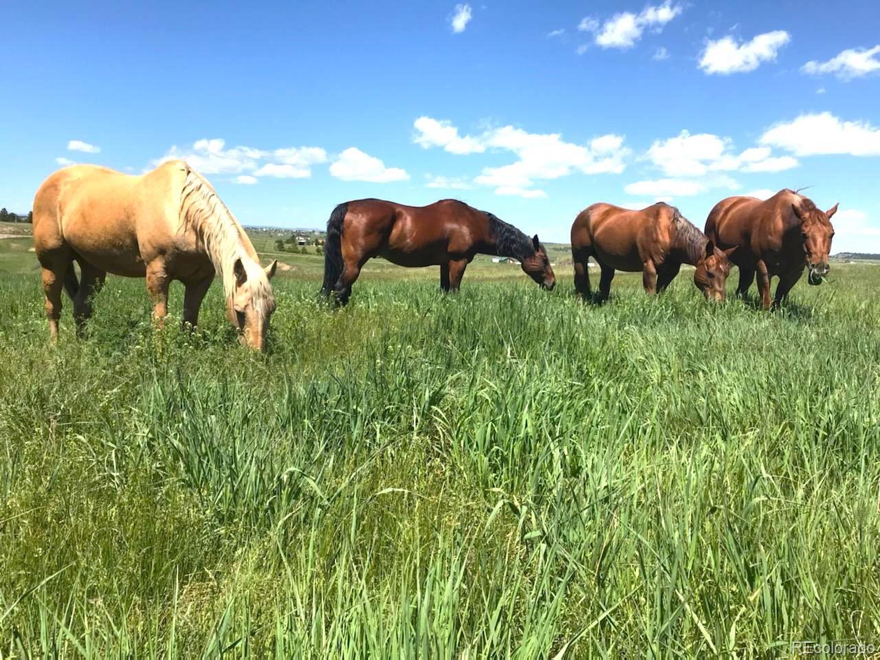 17245 Elbert Road Peyton, CO 80831 - Photo 43 of 45 a view of a bunch of animals grazing on a lush green field