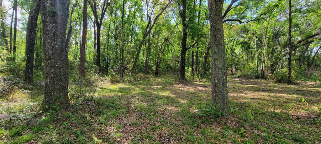 210 Fields Road Lakeland, FL 33801 - Photo 4 of 18 a view of a forest with trees