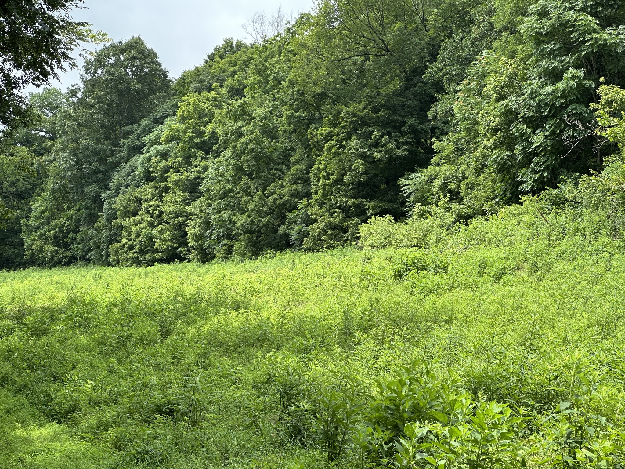 0 Pea Ridge Road Chestnut Mound, TN 38552 - Photo 12 of 20 Gallery Image 12
