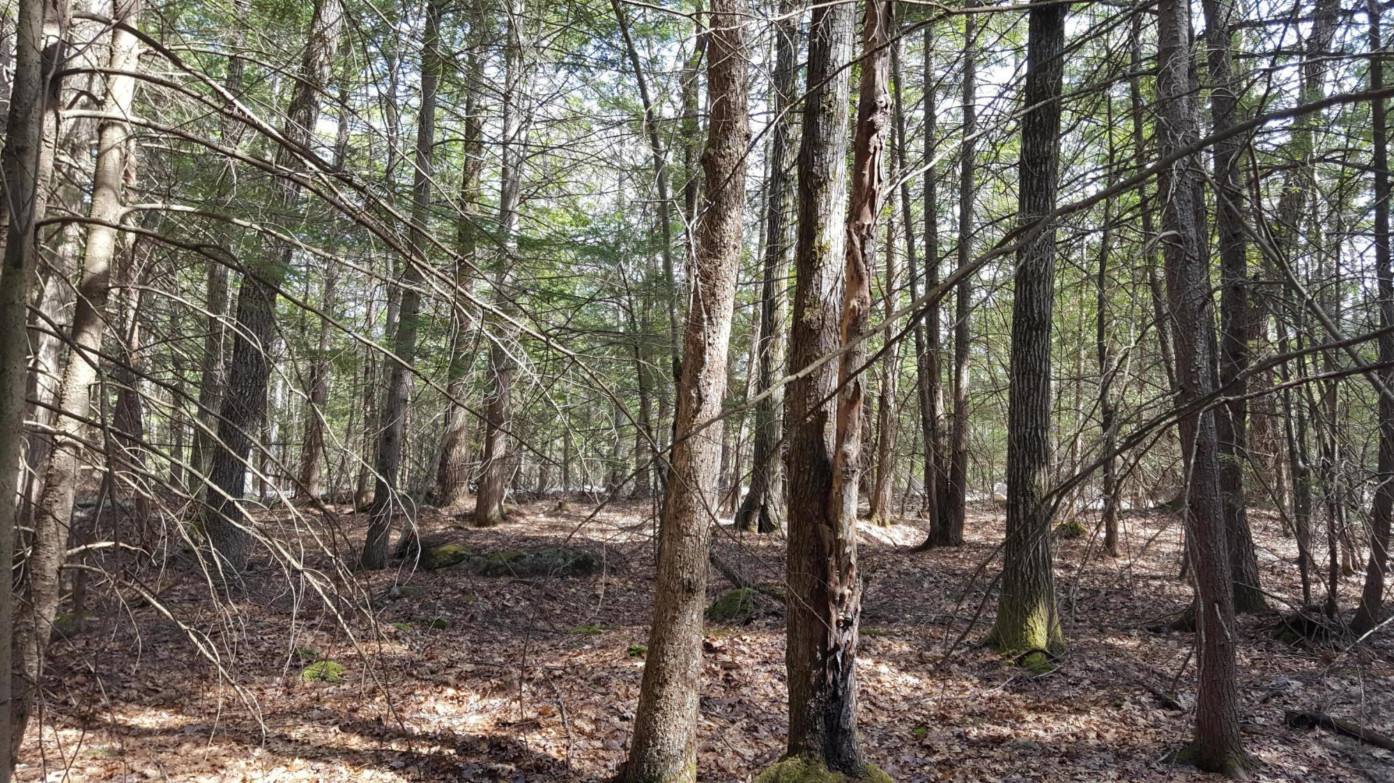 50 Johnson Road Windham, ME 04062 - Photo 10 of 24 20200506_151257