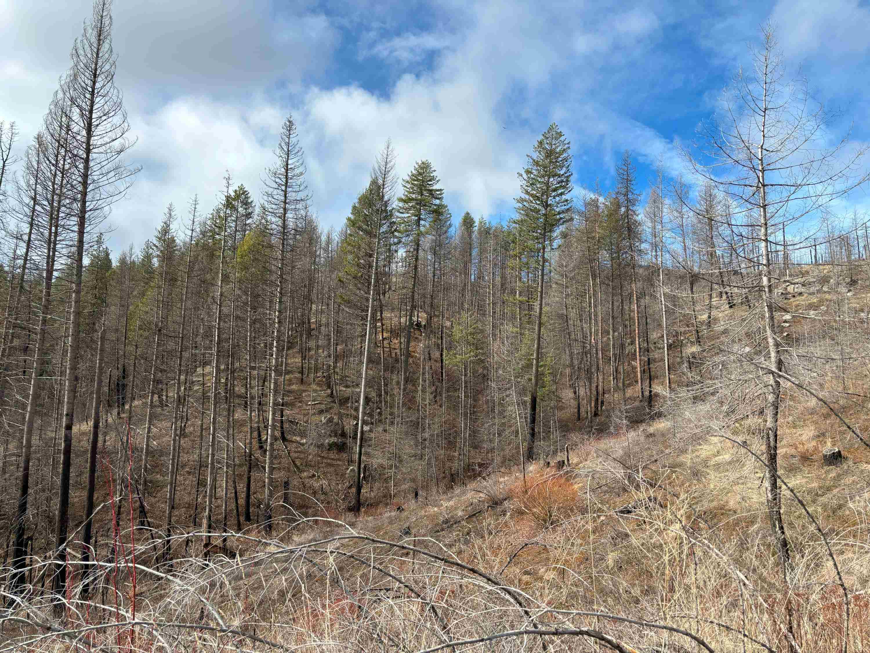 Lot 7 Rail Canyon Road Tumtum, WA 99034 - Photo 16 of 24 Gallery Image 16