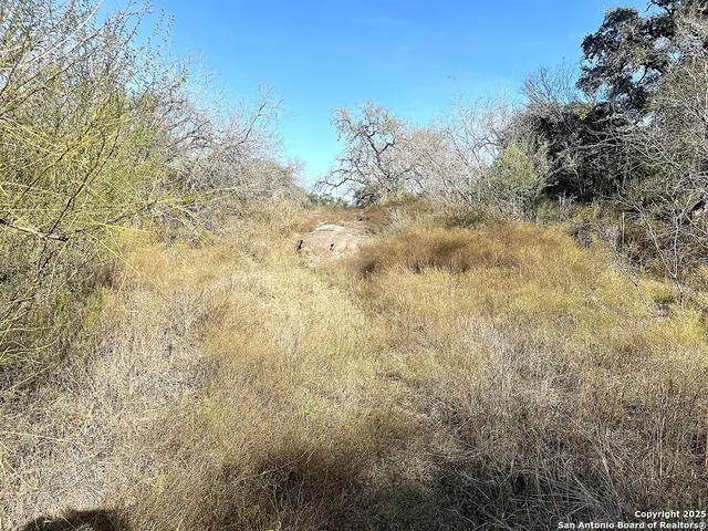 a view of a tree in a field with a tree in in background