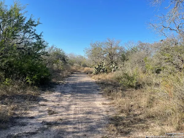 a view of a tree in a field with a tree in in background