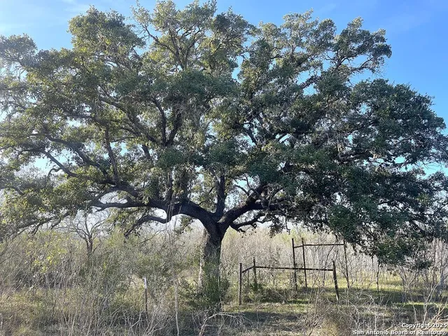 a view of backyard of house