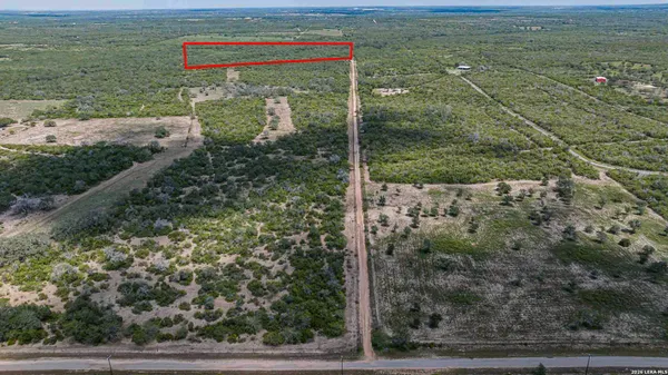 a view of a tree in a field with a tree in in background