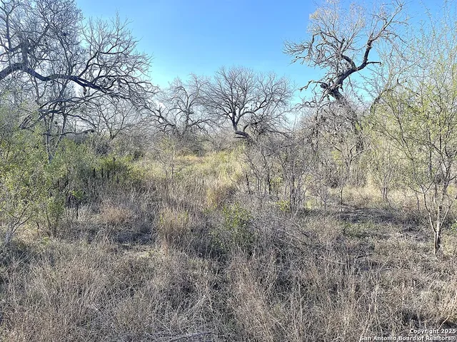 a view of a dry yard with trees