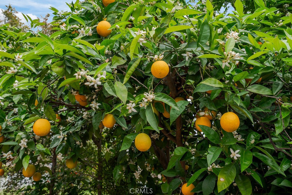 840 Rainbow Drive Glendora, CA 91741 - Photo 65 of 74 lemon tree