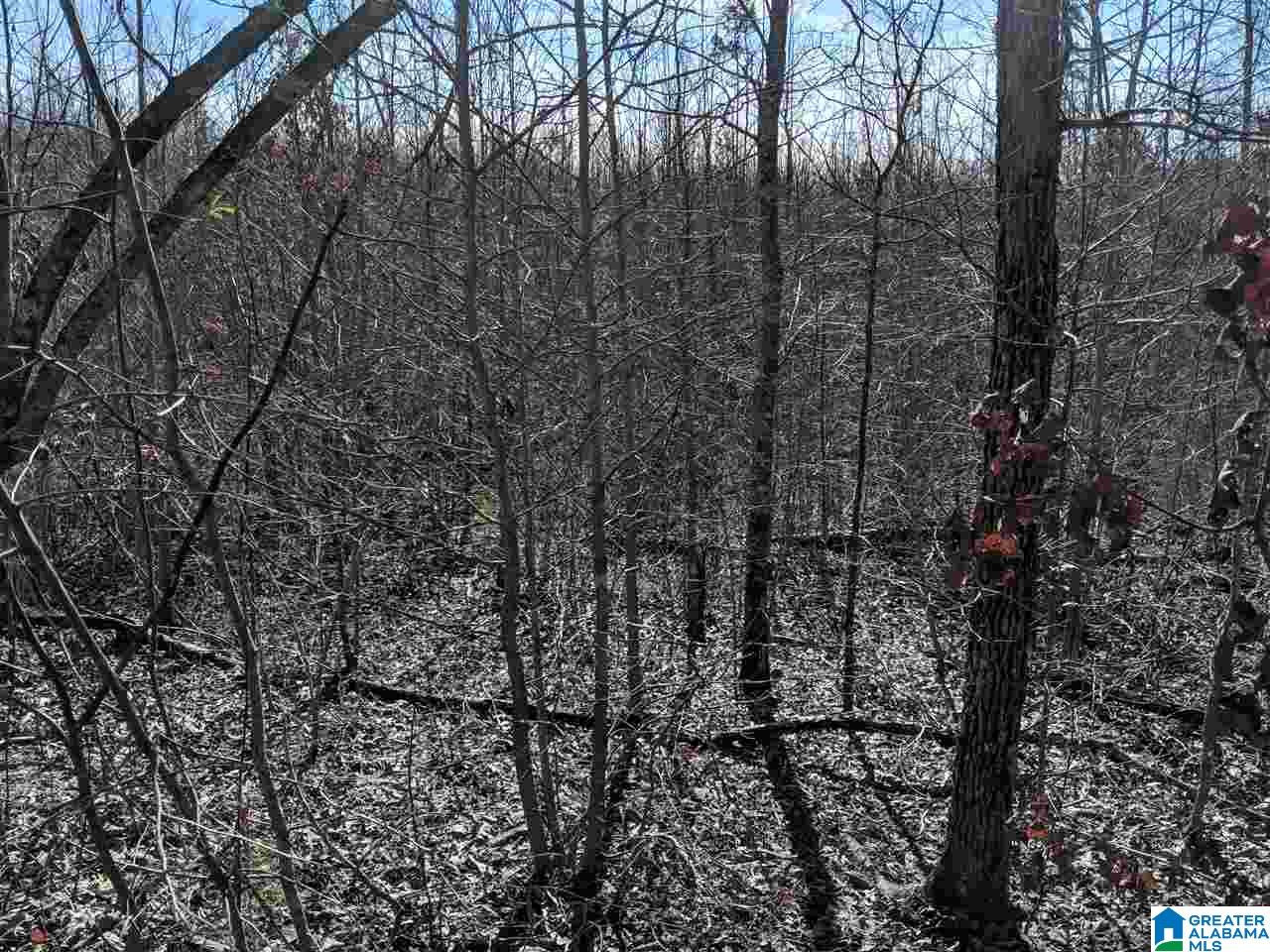 266 County Road, Unit 10 Wedowee, AL 36278 - Photo 4 of 6