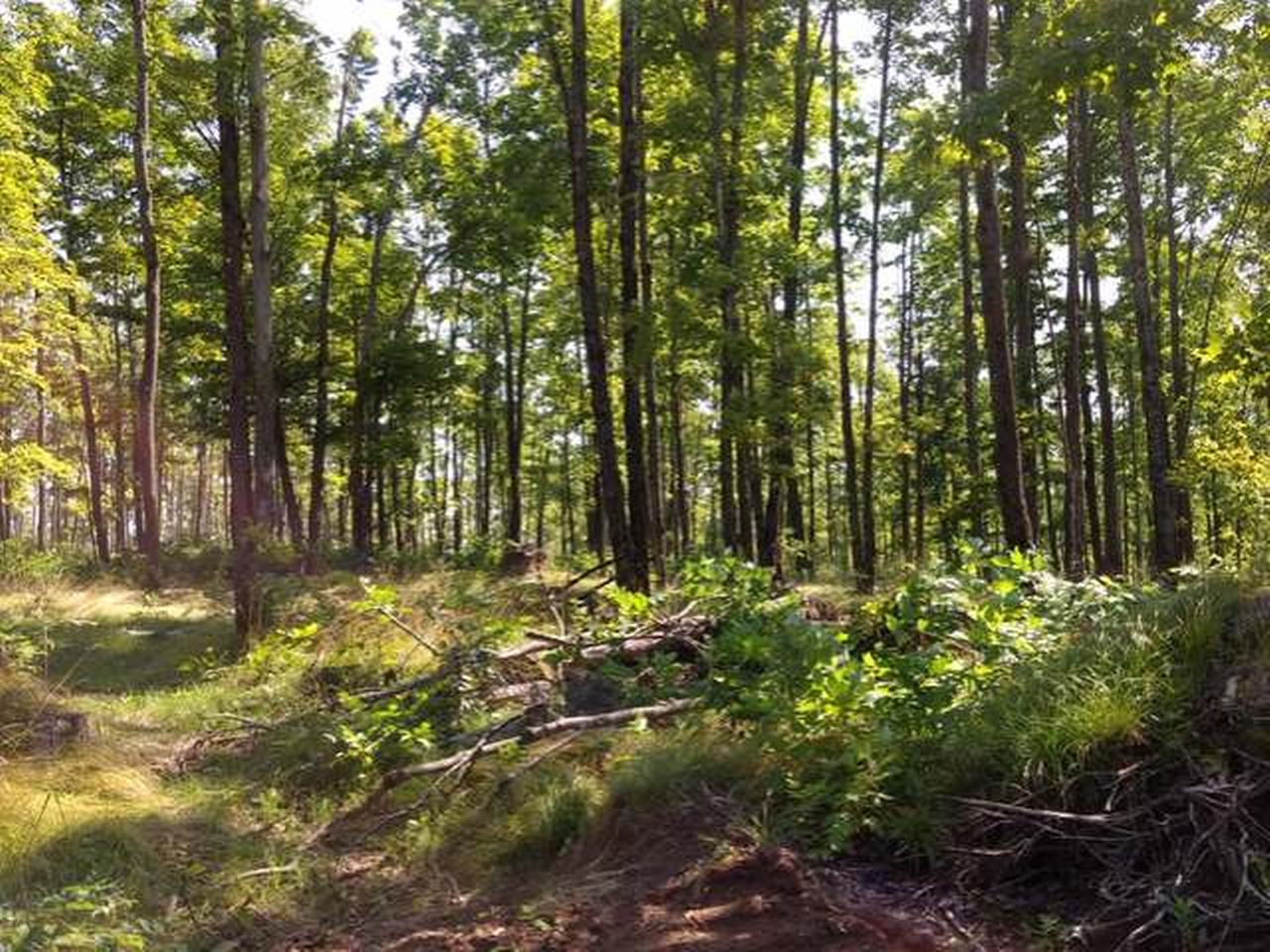 On Kentuck Lake Road Phelps, WI 54554 - Photo 3 of 16 Gallery Image 3