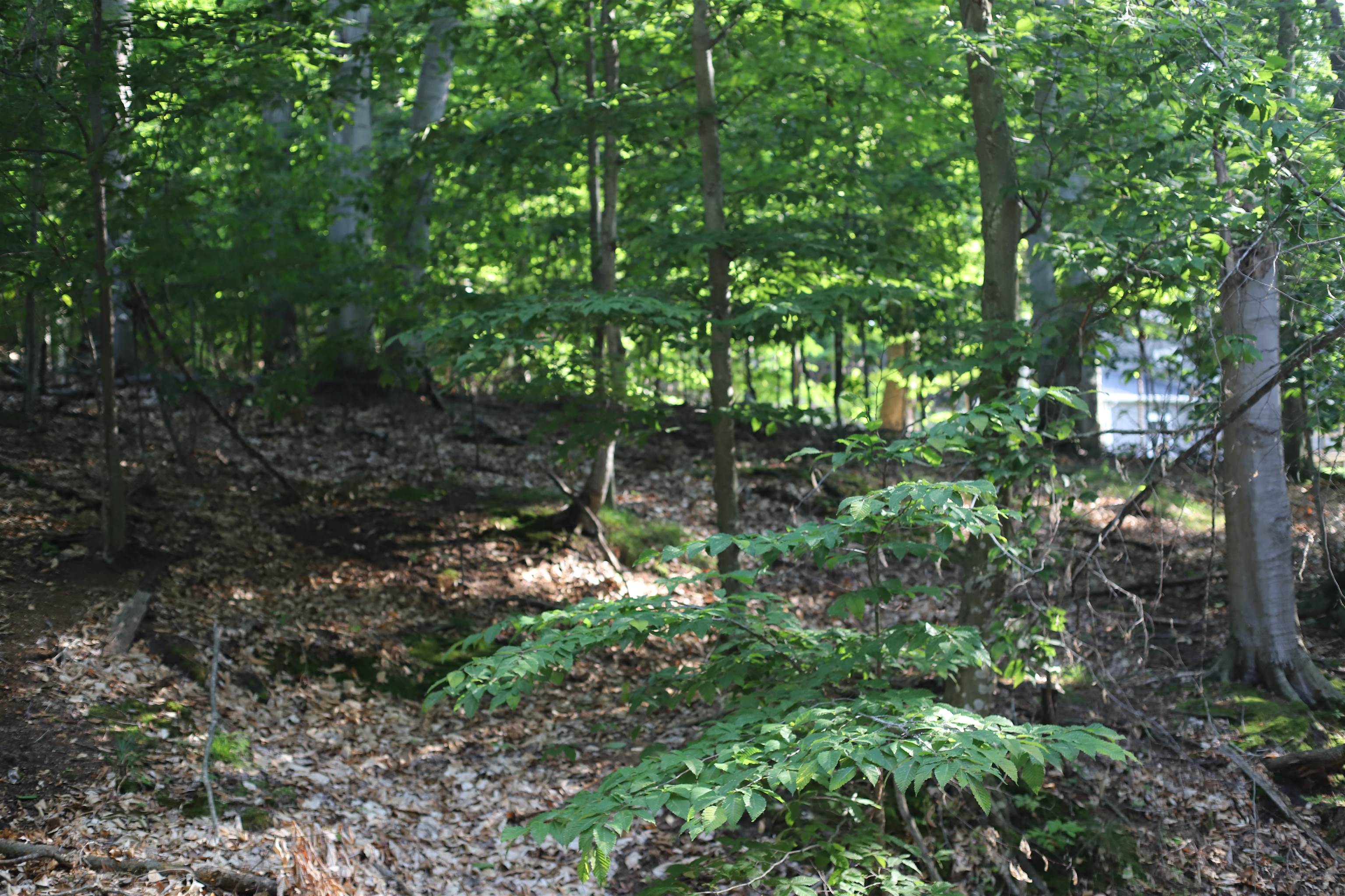16 Spring Valley Road, Unit LOT: 16 Beulah, MI 49617 - Photo 8 of 9 Gallery Image 8