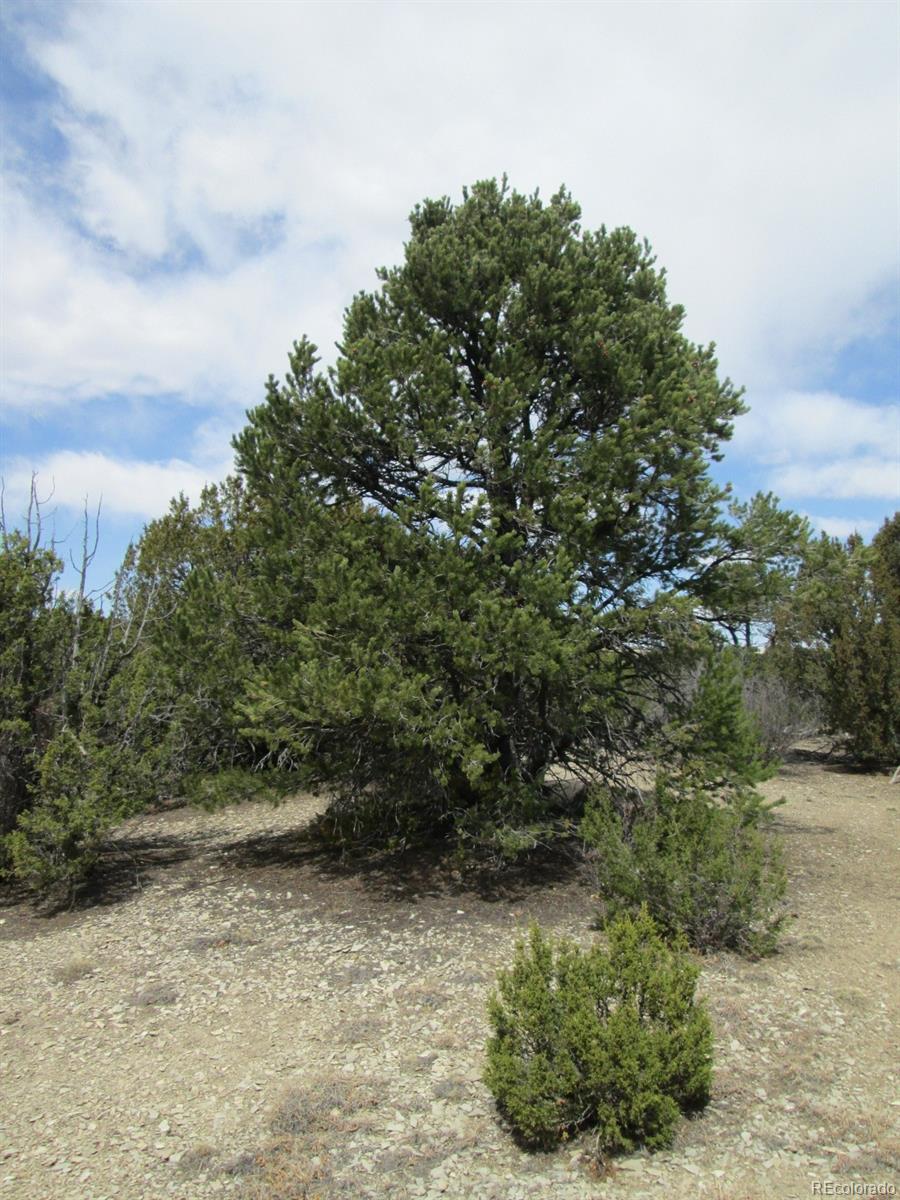 Lot 102 Sikes Ranch Rye, CO 81069 - Photo 10 of 24