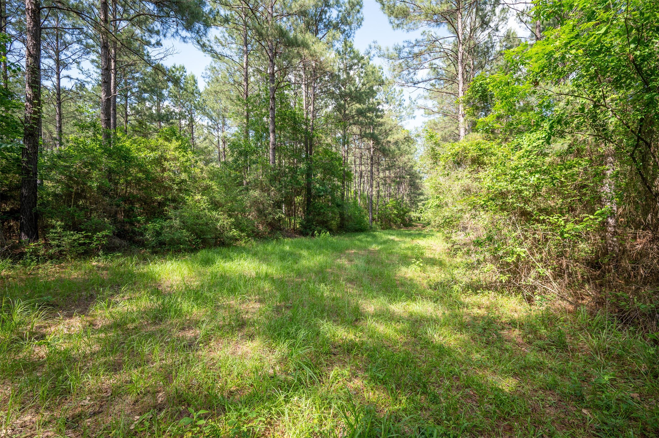 1068 County Road 3200 Colmesneil, TX 75938 - Photo 38 of 43 a view of yard with green space