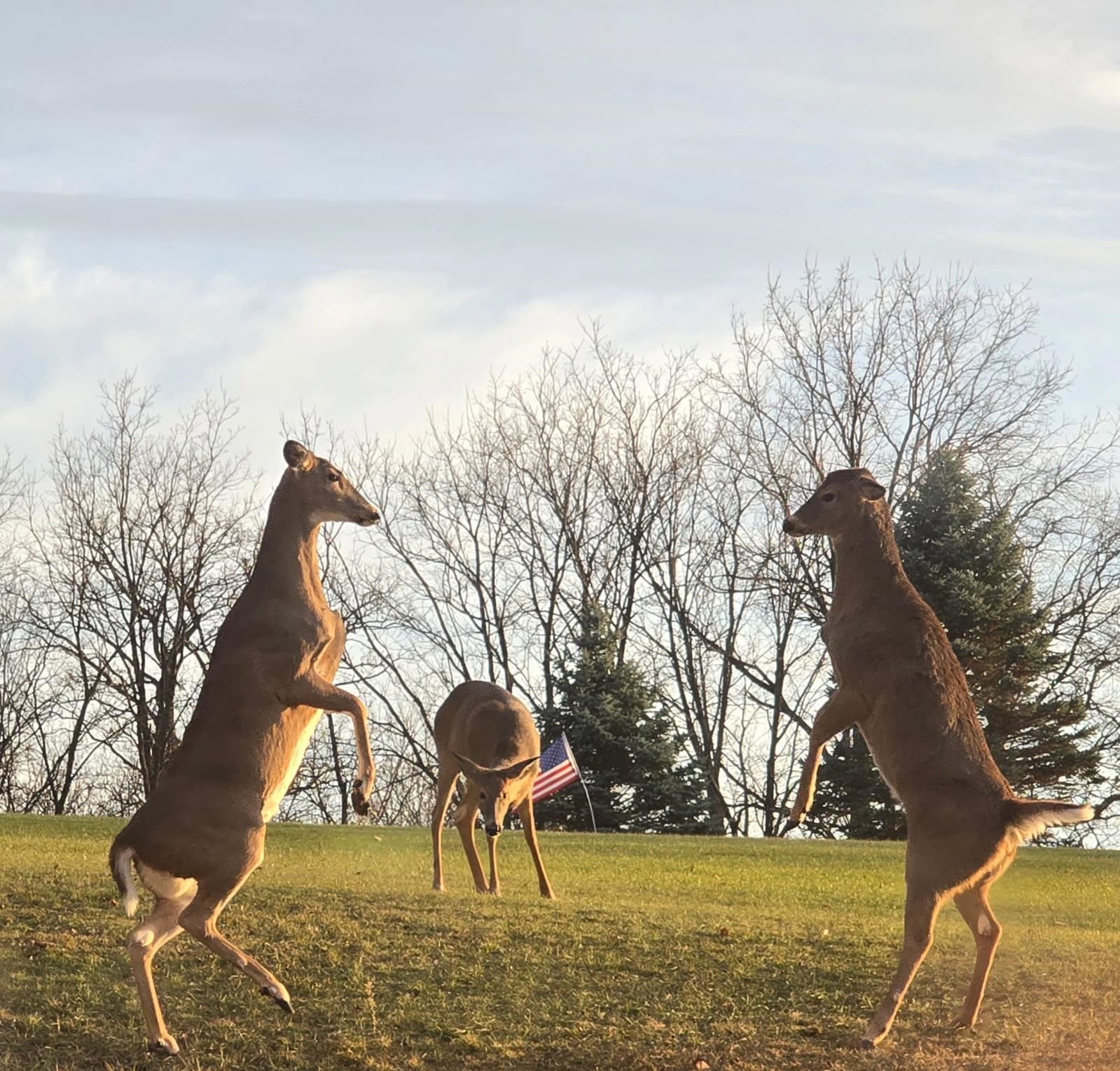 5438 Marie Road Oregon, WI 53575 - Photo 72 of 80