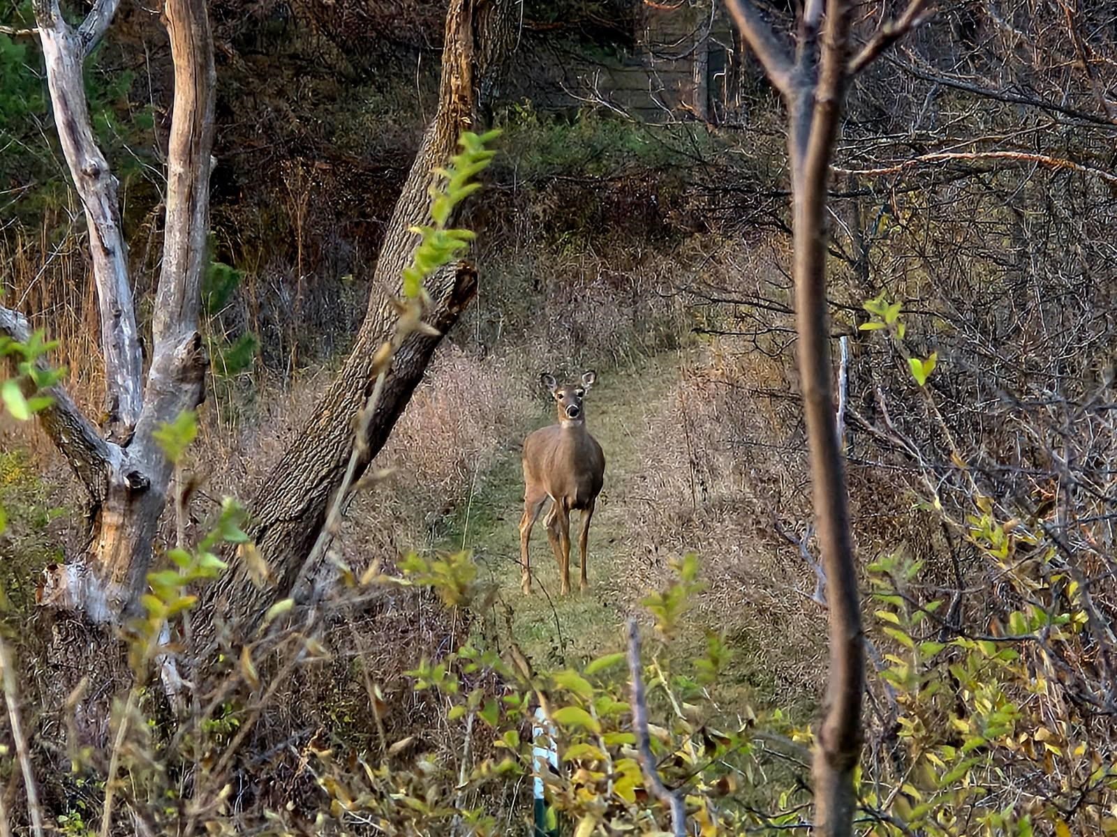 5438 Marie Road Oregon, WI 53575 - Photo 73 of 80