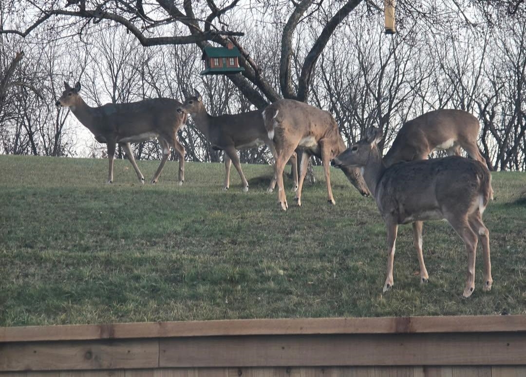 5438 Marie Road Oregon, WI 53575 - Photo 78 of 80