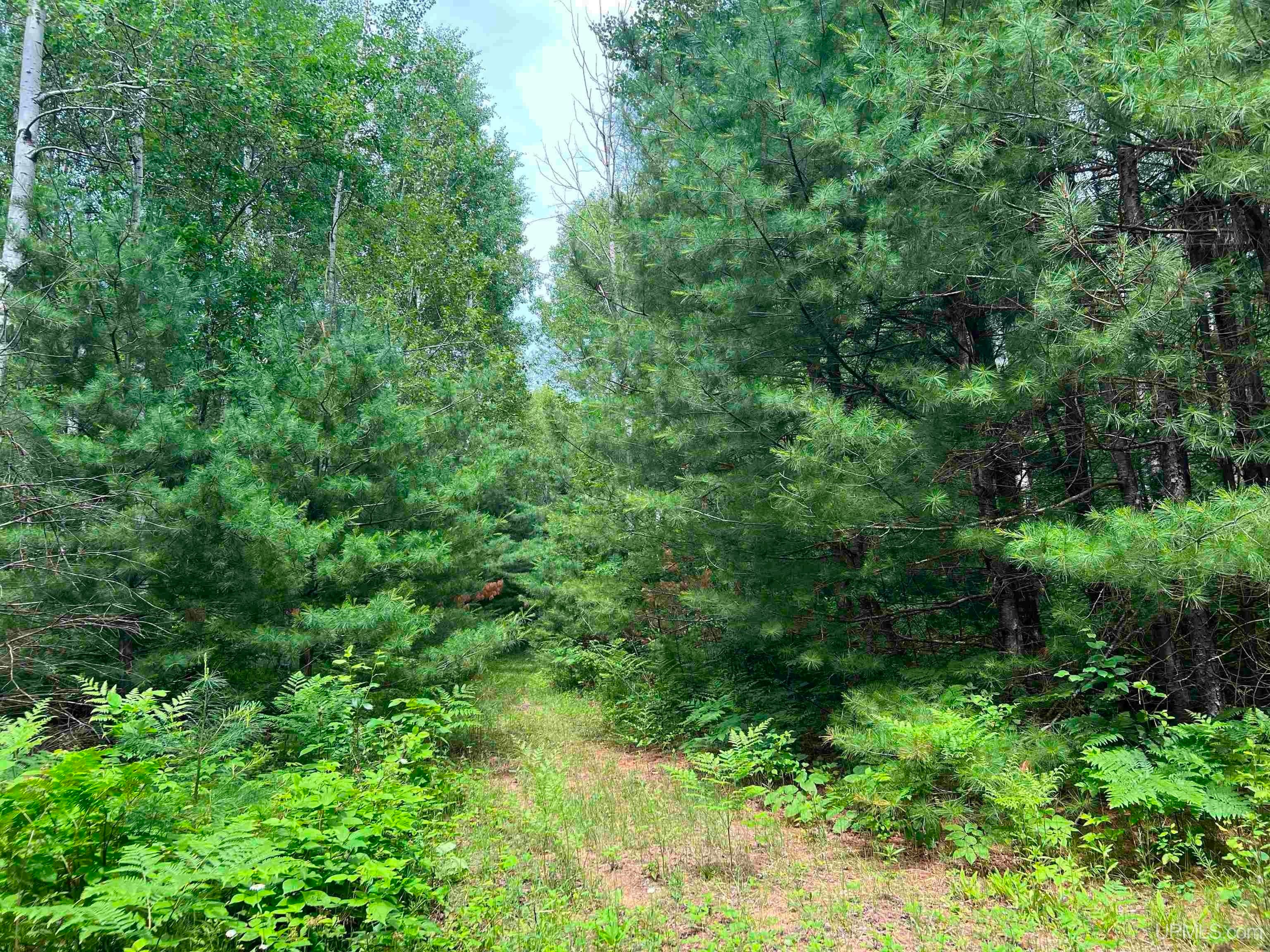 Tbd Leeman Road Felch, MI 49831 - Photo 28 of 84 Gallery Image 28