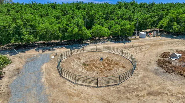 a view of a wooden ground with large trees