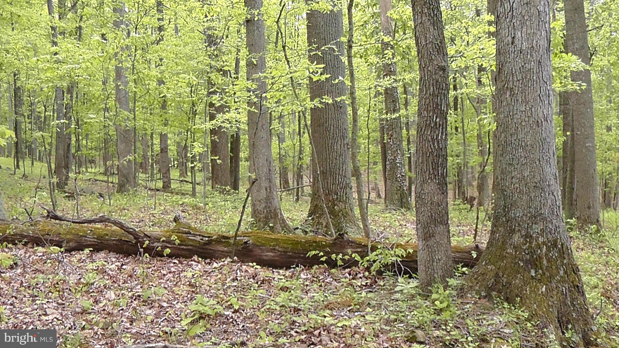 14081 Hume Road Hume, VA 22639 - Photo 11 of 15 View