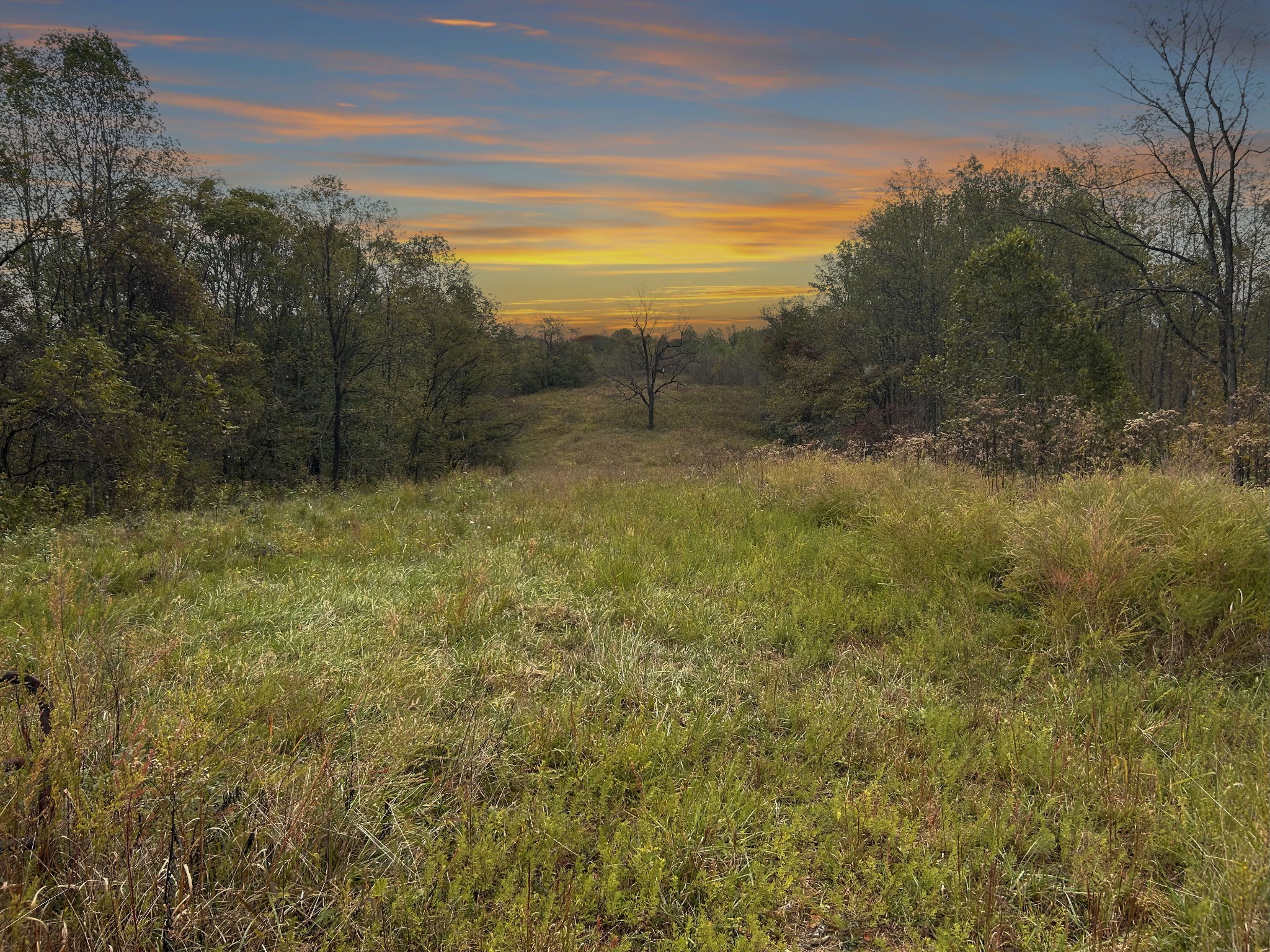 567 Patch Lane Bethpage, TN 37022 - Photo 1 of 14 a view of a field with an ocean and trees