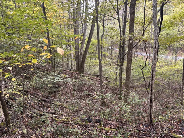 a view of a yard with lots of trees