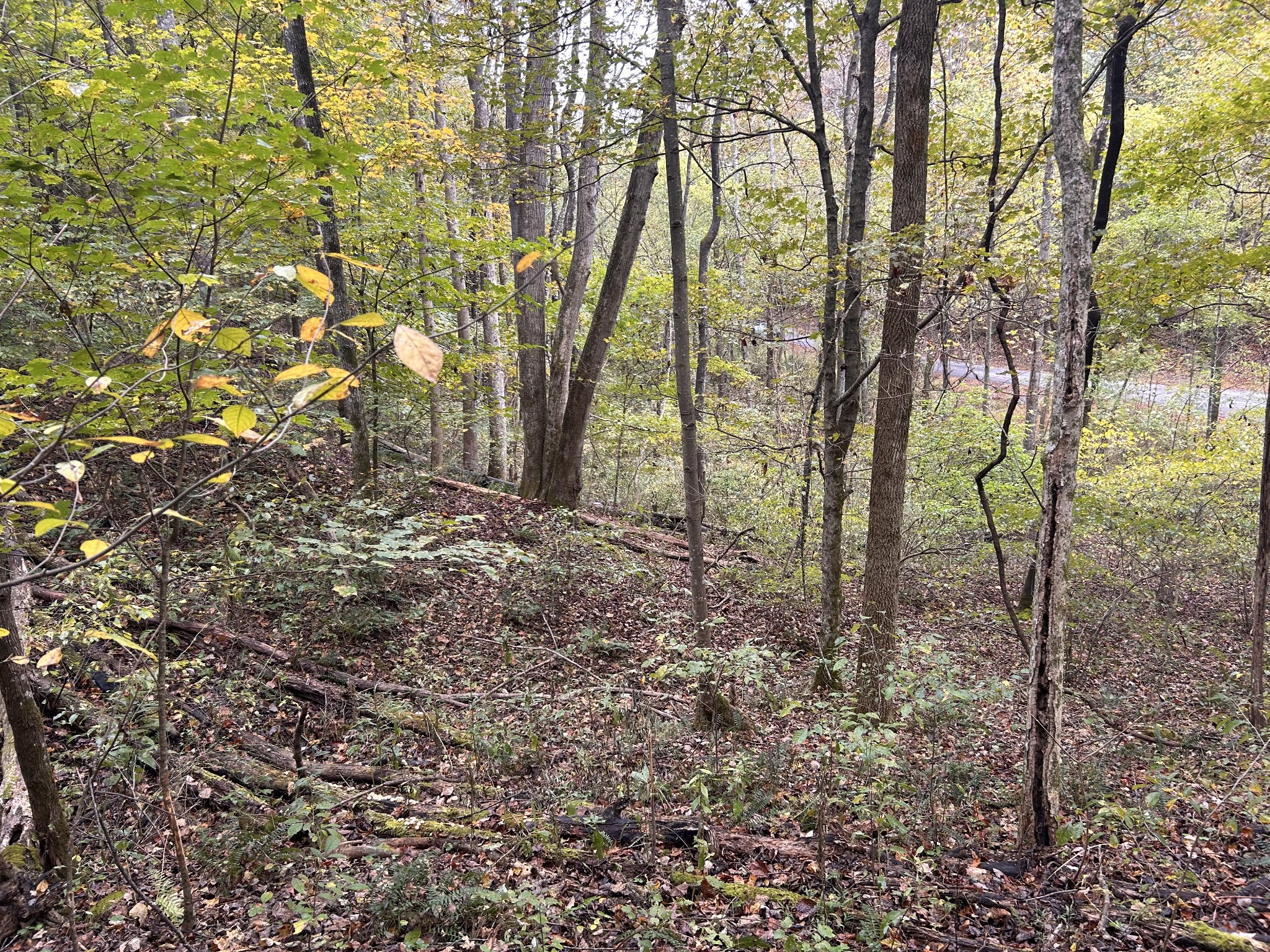 567 Patch Lane Bethpage, TN 37022 - Photo 12 of 14 a view of a yard with lots of trees