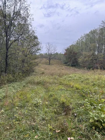 a view of a field with plants and trees