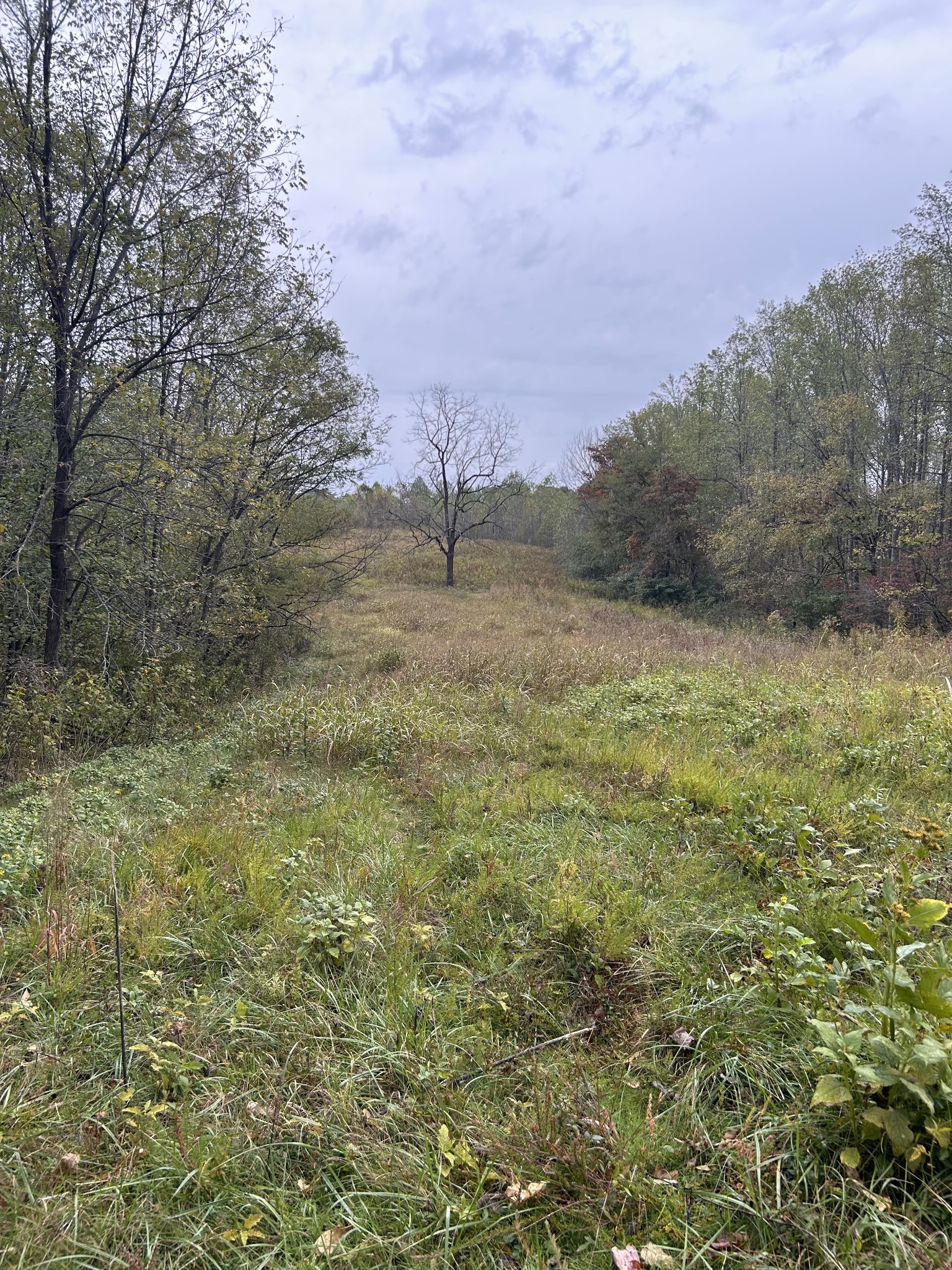 567 Patch Lane Bethpage, TN 37022 - Photo 13 of 14 a view of a field with plants and trees