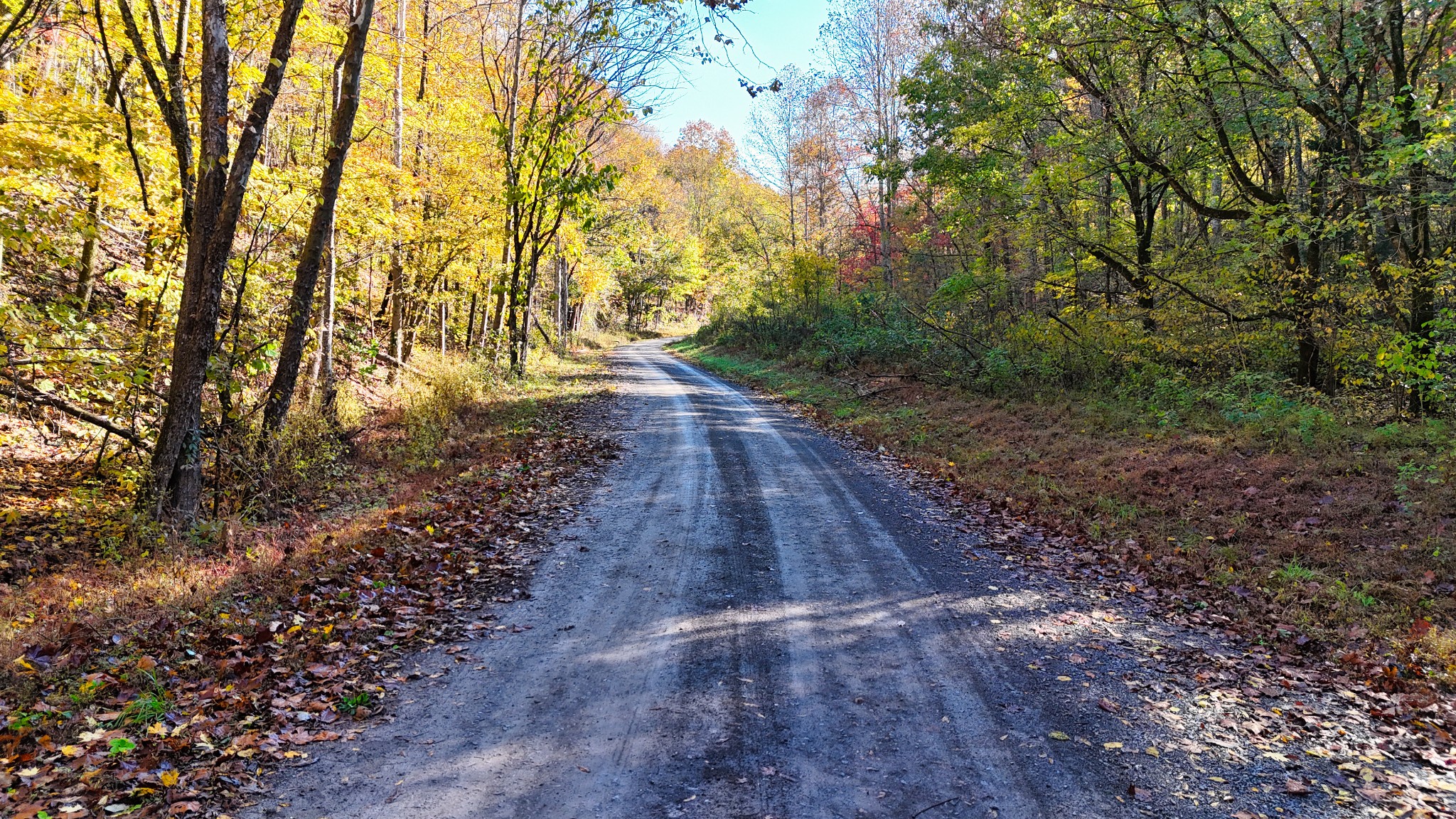 567 Patch Lane Bethpage, TN 37022 - Photo 14 of 14 a view of yard with trees