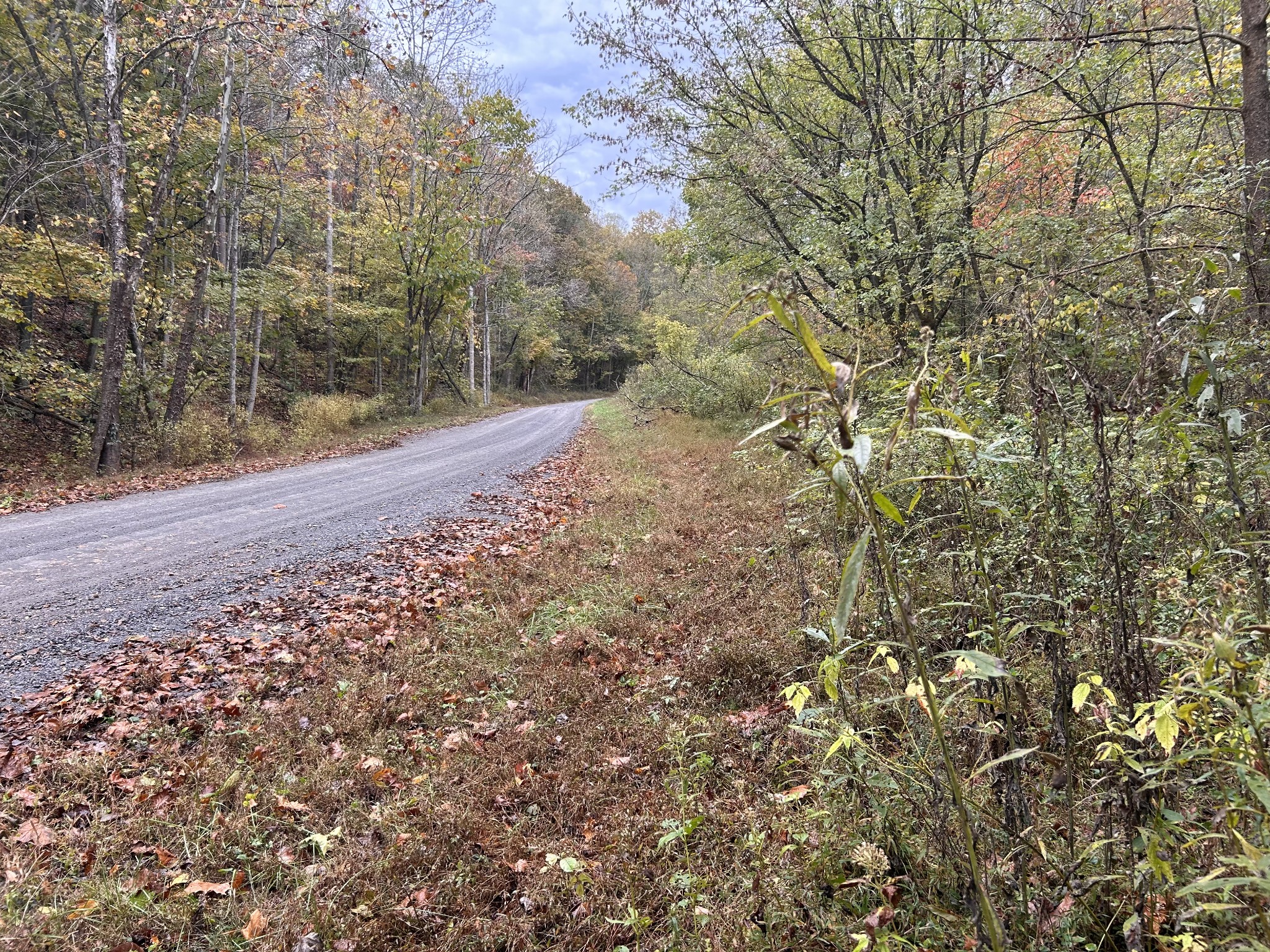 567 Patch Lane Bethpage, TN 37022 - Photo 4 of 14 a view of a yard with large trees