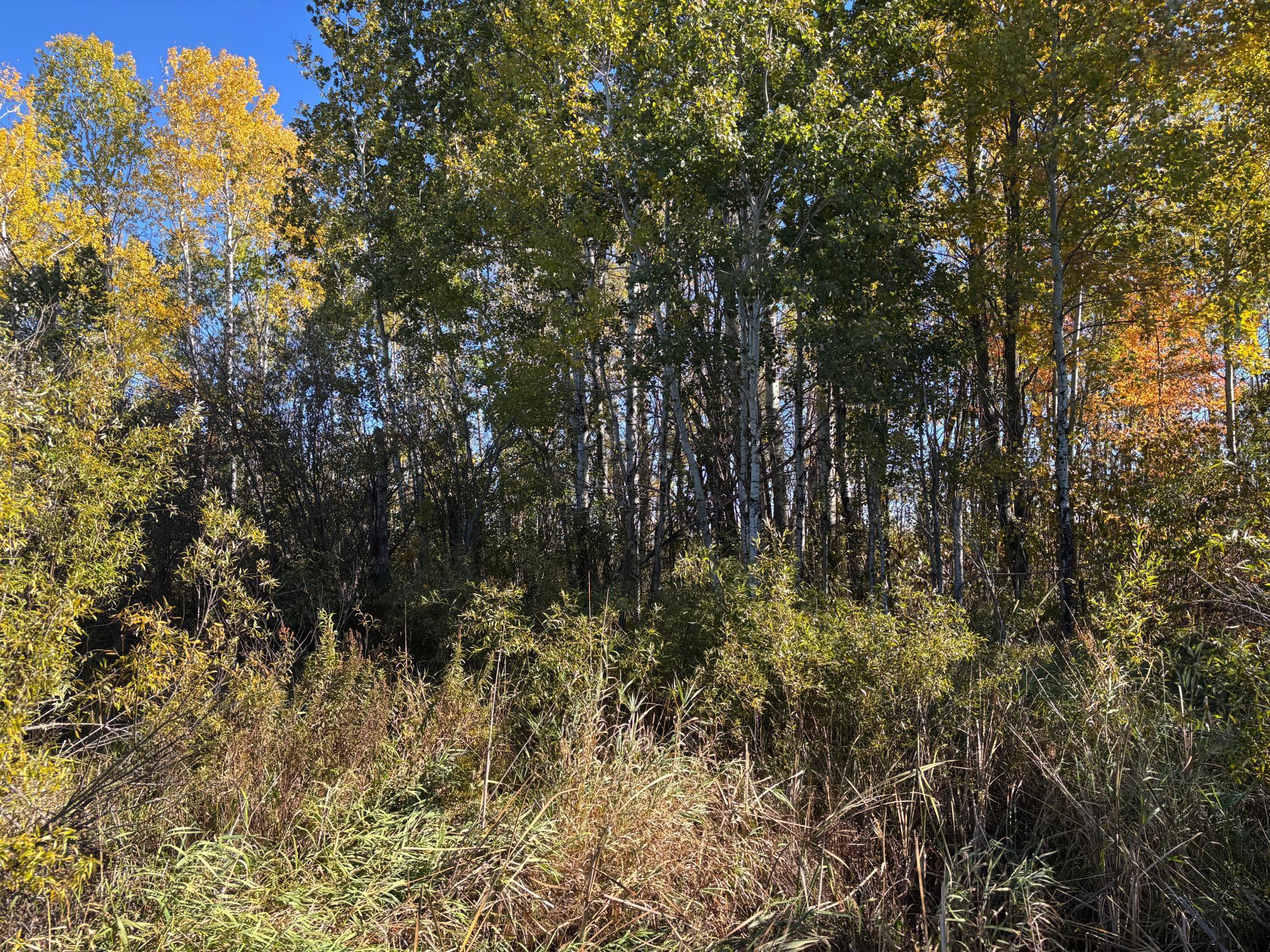 28532 460th Lane Palisade, MN 56469 - Photo 11 of 17