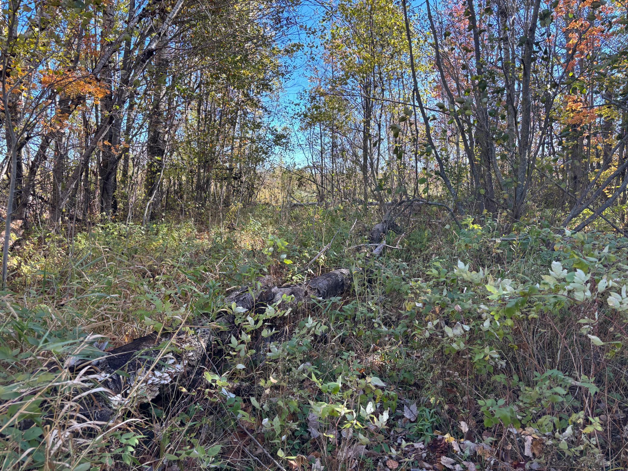 28532 460th Lane Palisade, MN 56469 - Photo 10 of 17