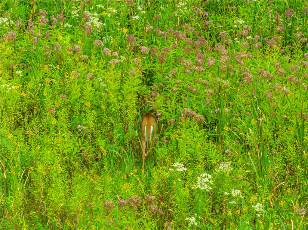 224 Brookview Drive Irondequoit, NY 14617 - Photo 40 of 46 BORDERS A NATURE PARADISE!