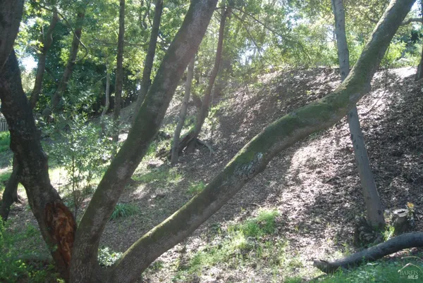 a view of a garden