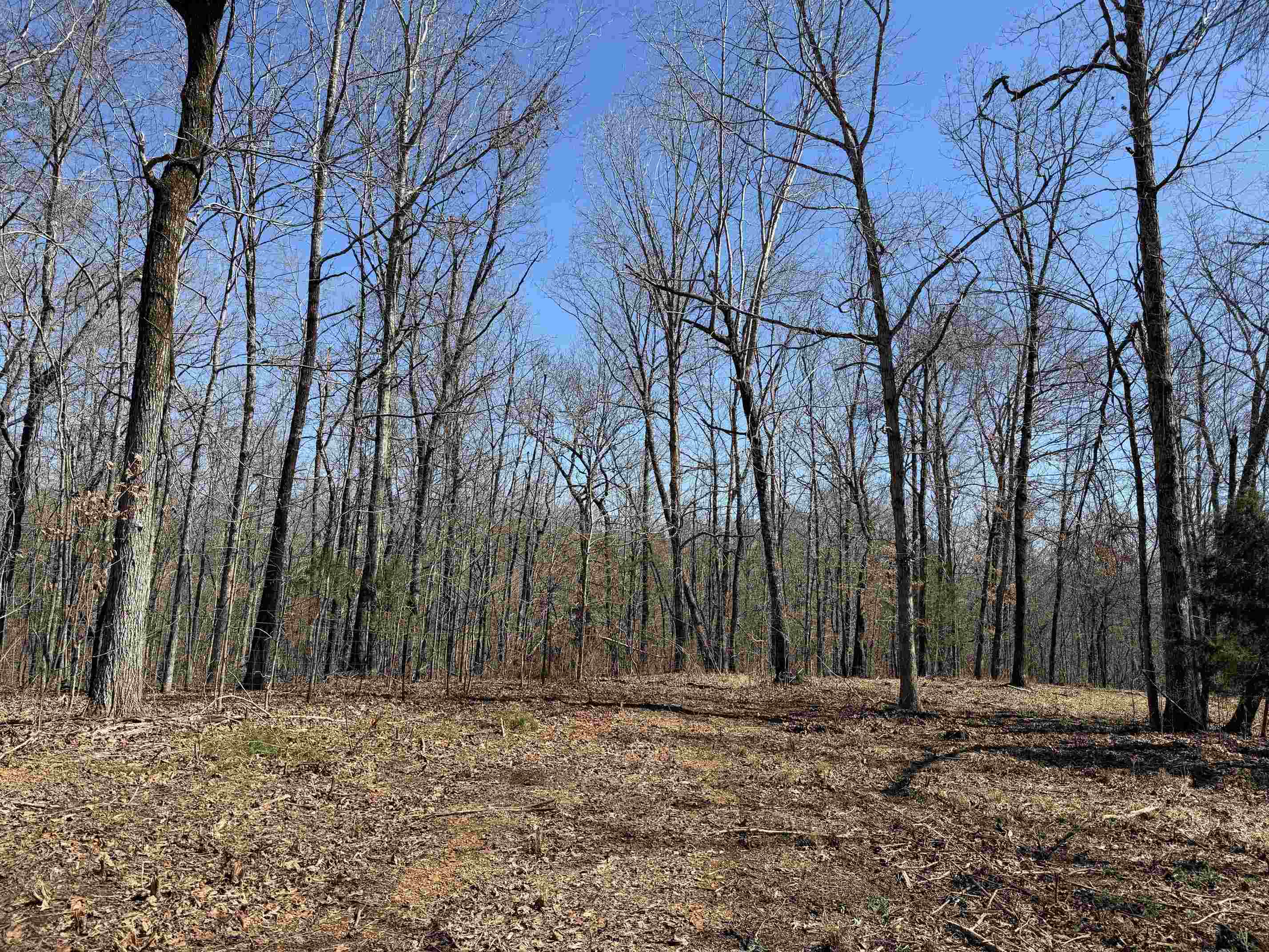 1 Delaney Loop Adamsville, TN 38310 - Photo 11 of 33 a view of a backyard with trees