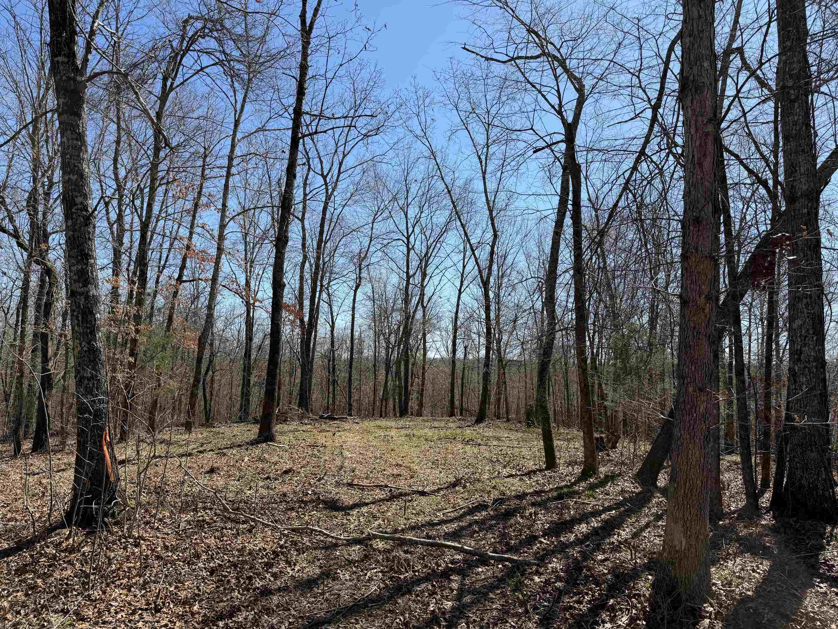 1 Delaney Loop Adamsville, TN 38310 - Photo 14 of 33 a view of a backyard with large trees