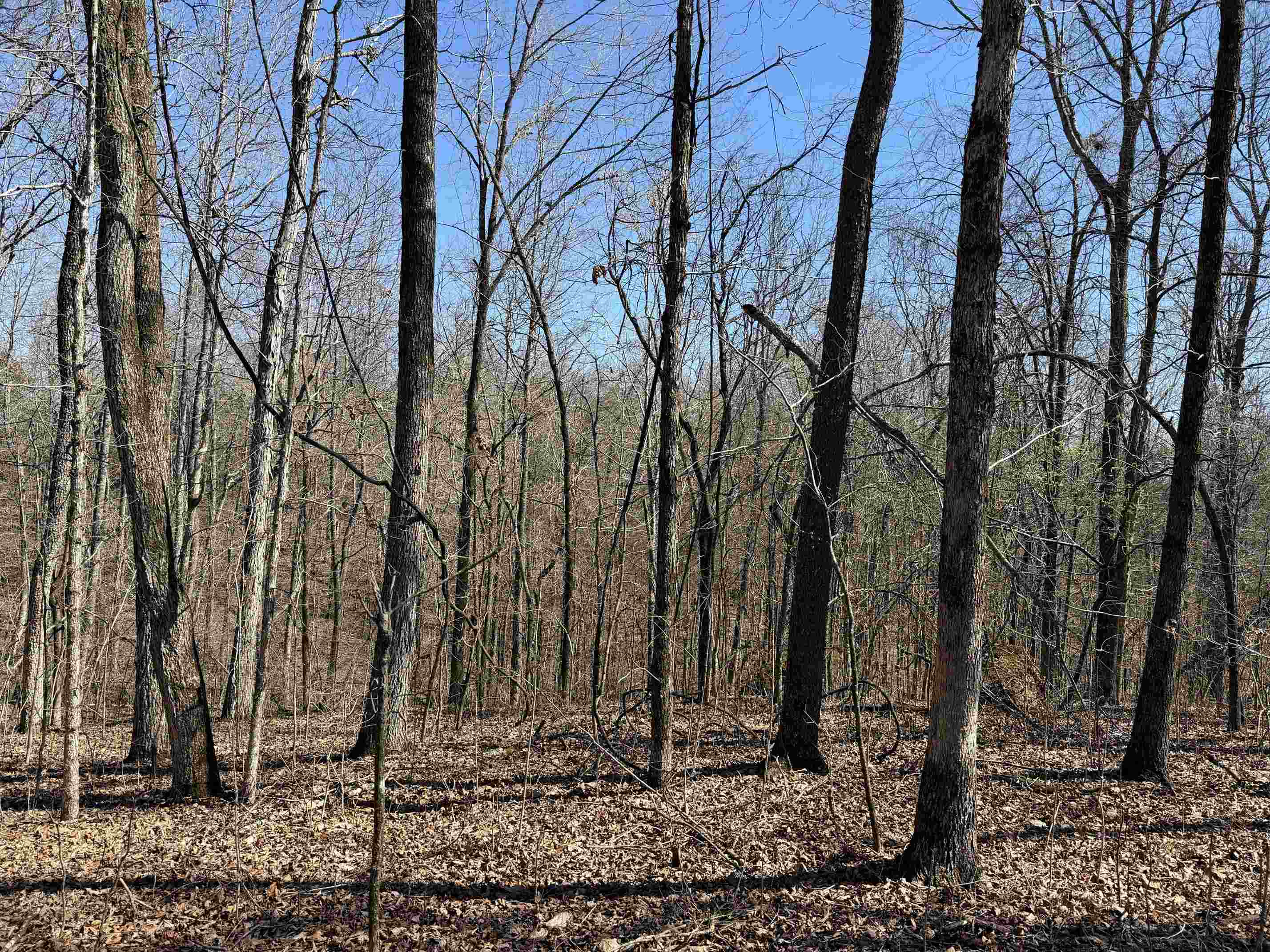 1 Delaney Loop Adamsville, TN 38310 - Photo 21 of 33 a backyard of a house with lots of trees