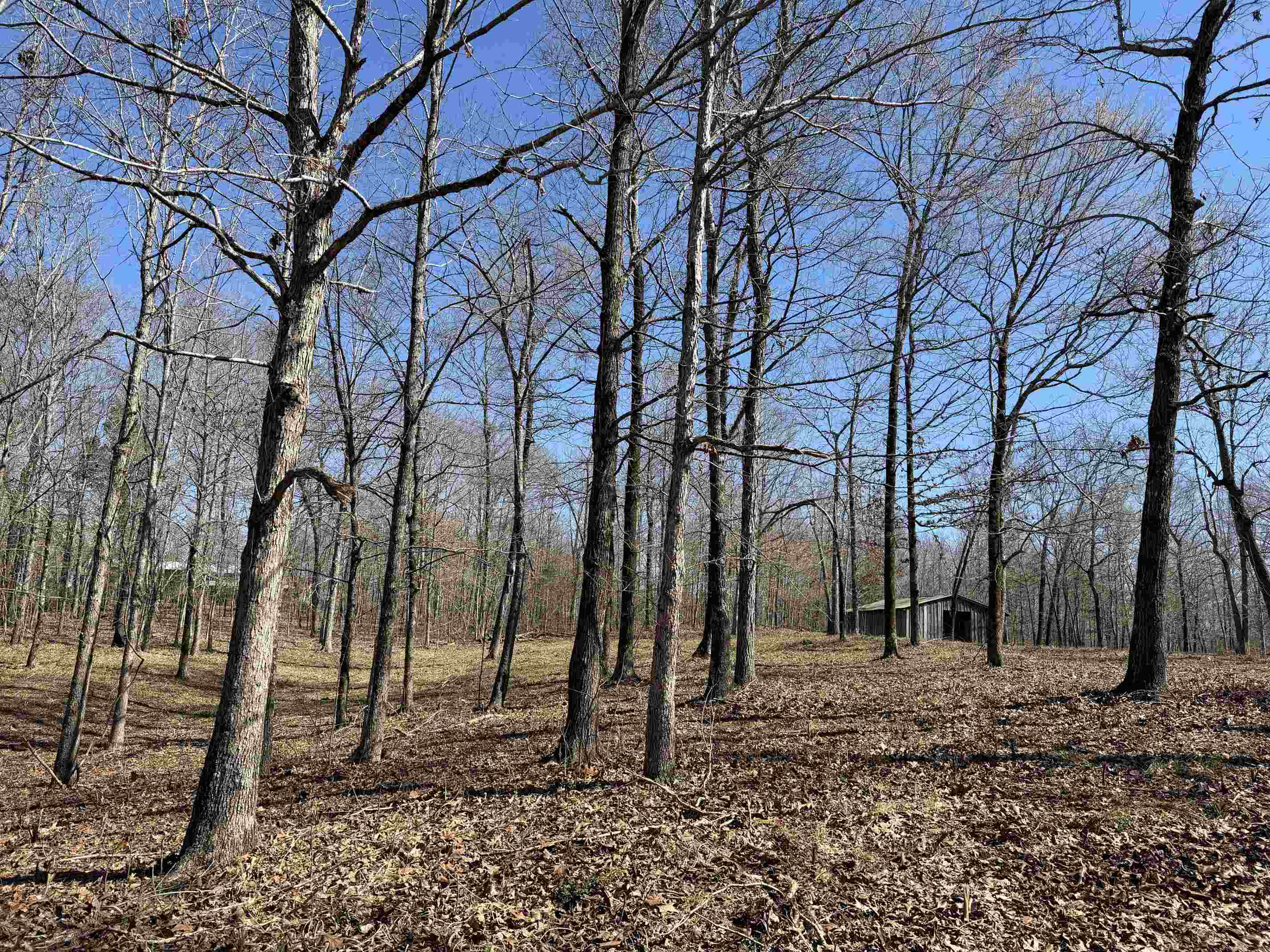 1 Delaney Loop Adamsville, TN 38310 - Photo 25 of 33 a backyard of a house with lots of green space