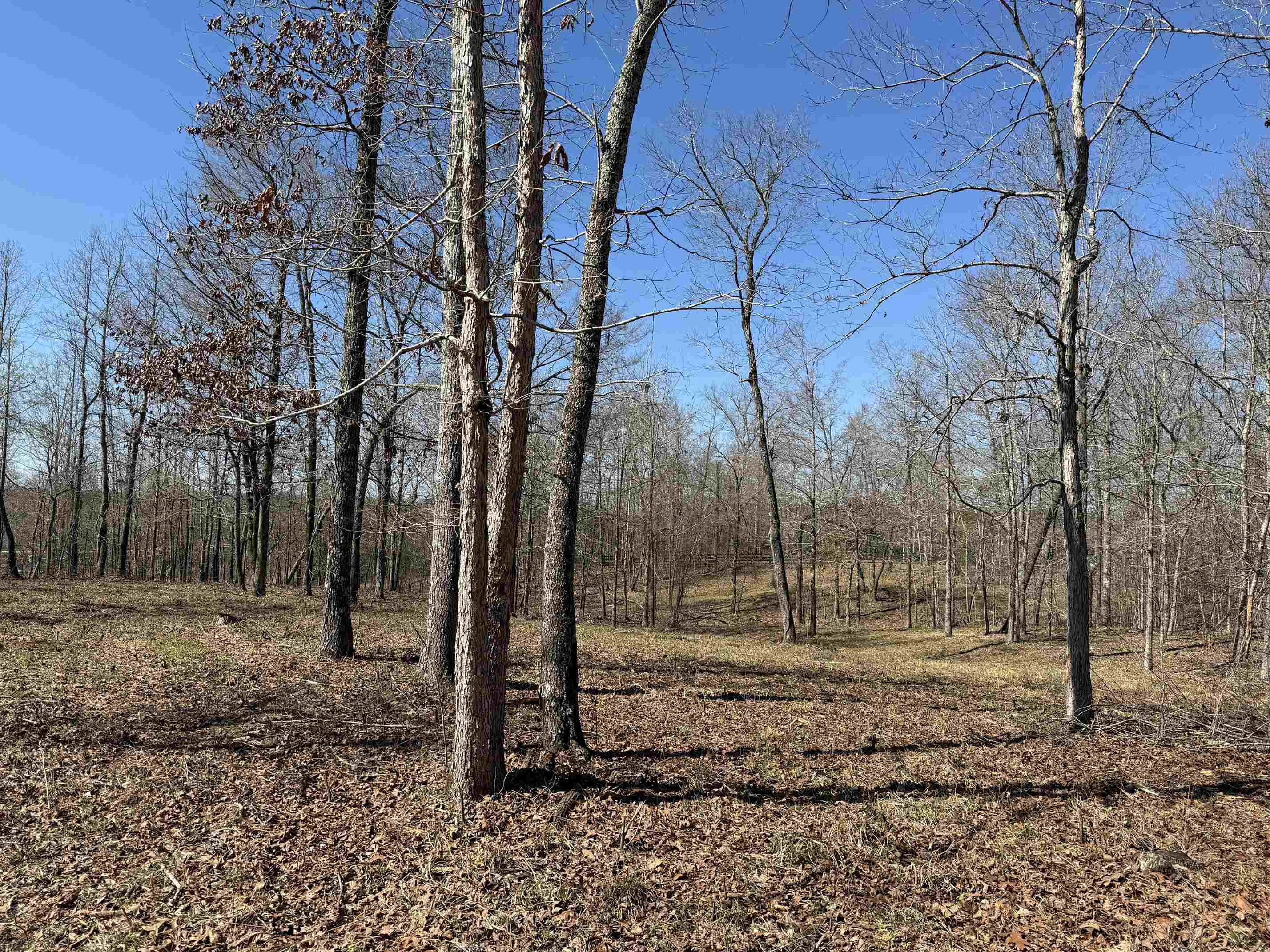 1 Delaney Loop Adamsville, TN 38310 - Photo 26 of 33 a backyard of a house with lots of green space