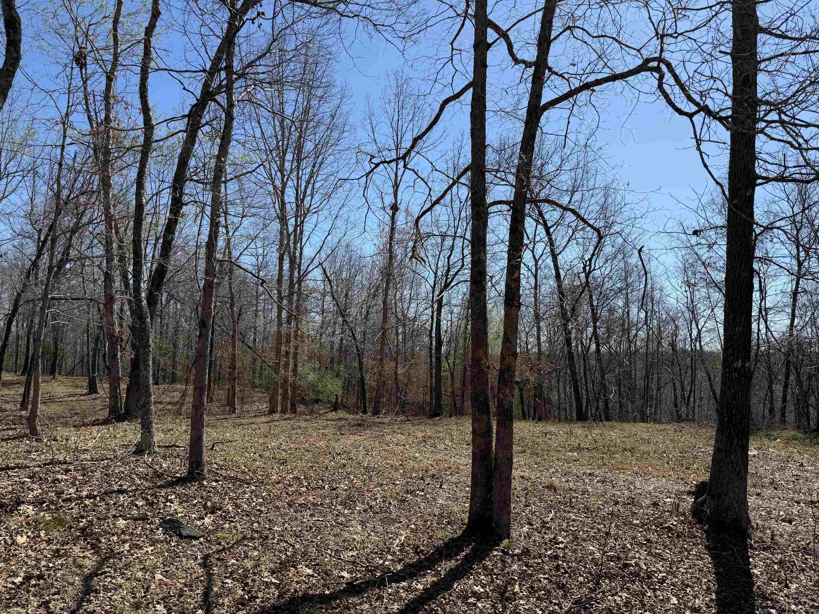 1 Delaney Loop Adamsville, TN 38310 - Photo 27 of 33 a view of a forest filled with trees