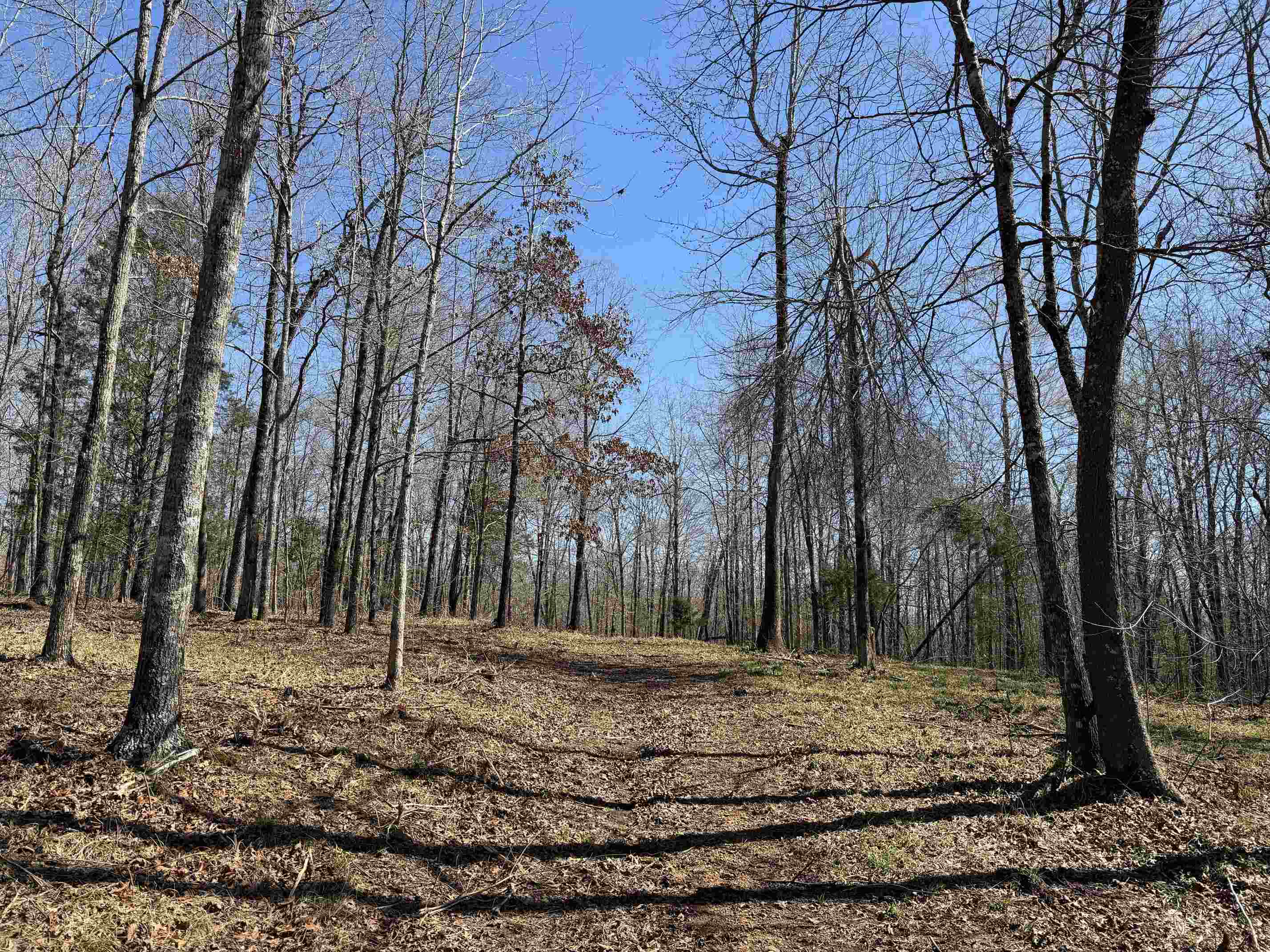 1 Delaney Loop Adamsville, TN 38310 - Photo 30 of 33 a backyard of a house with trees
