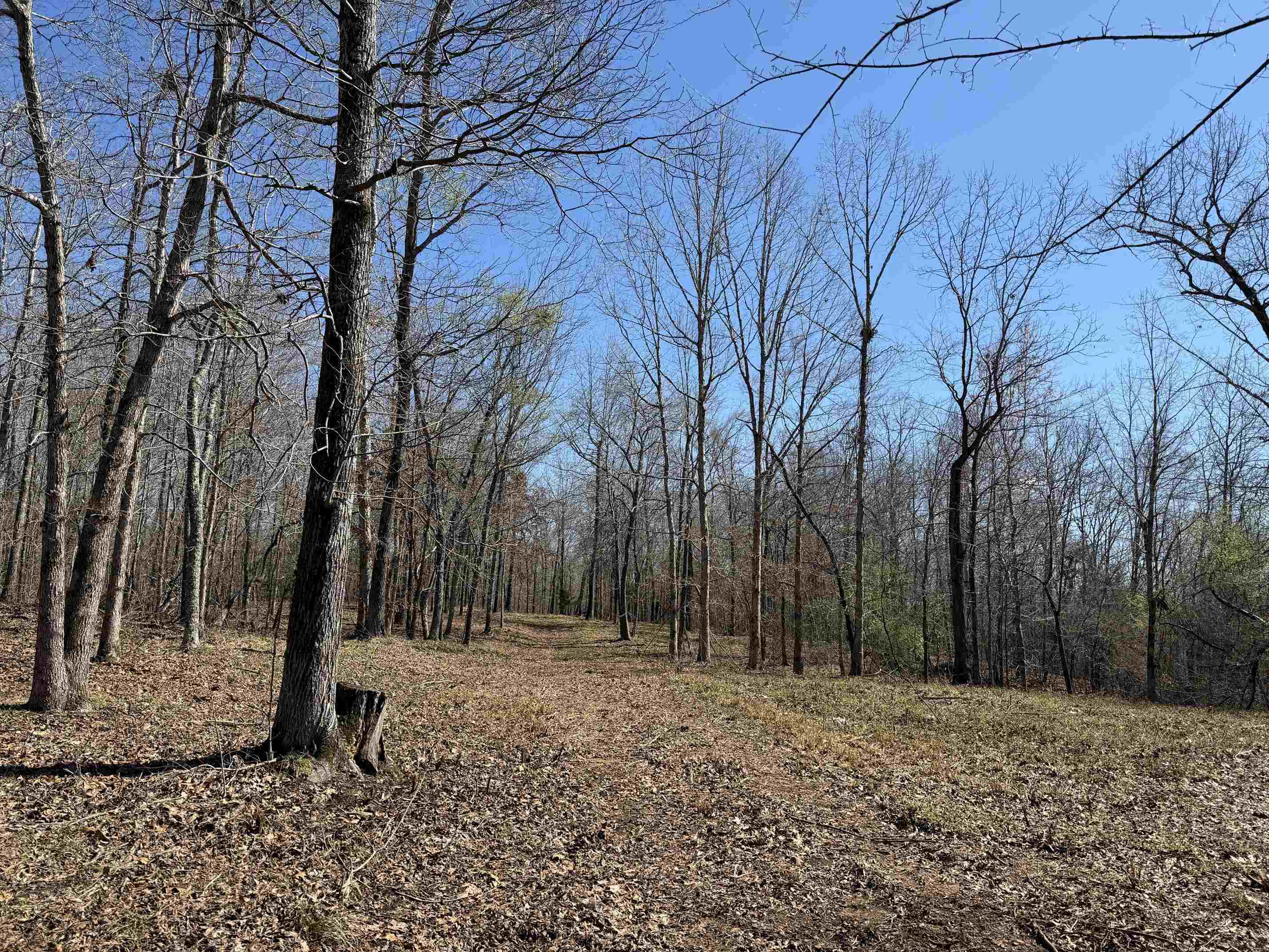 1 Delaney Loop Adamsville, TN 38310 - Photo 3 of 33 a backyard of a house with lots of green space