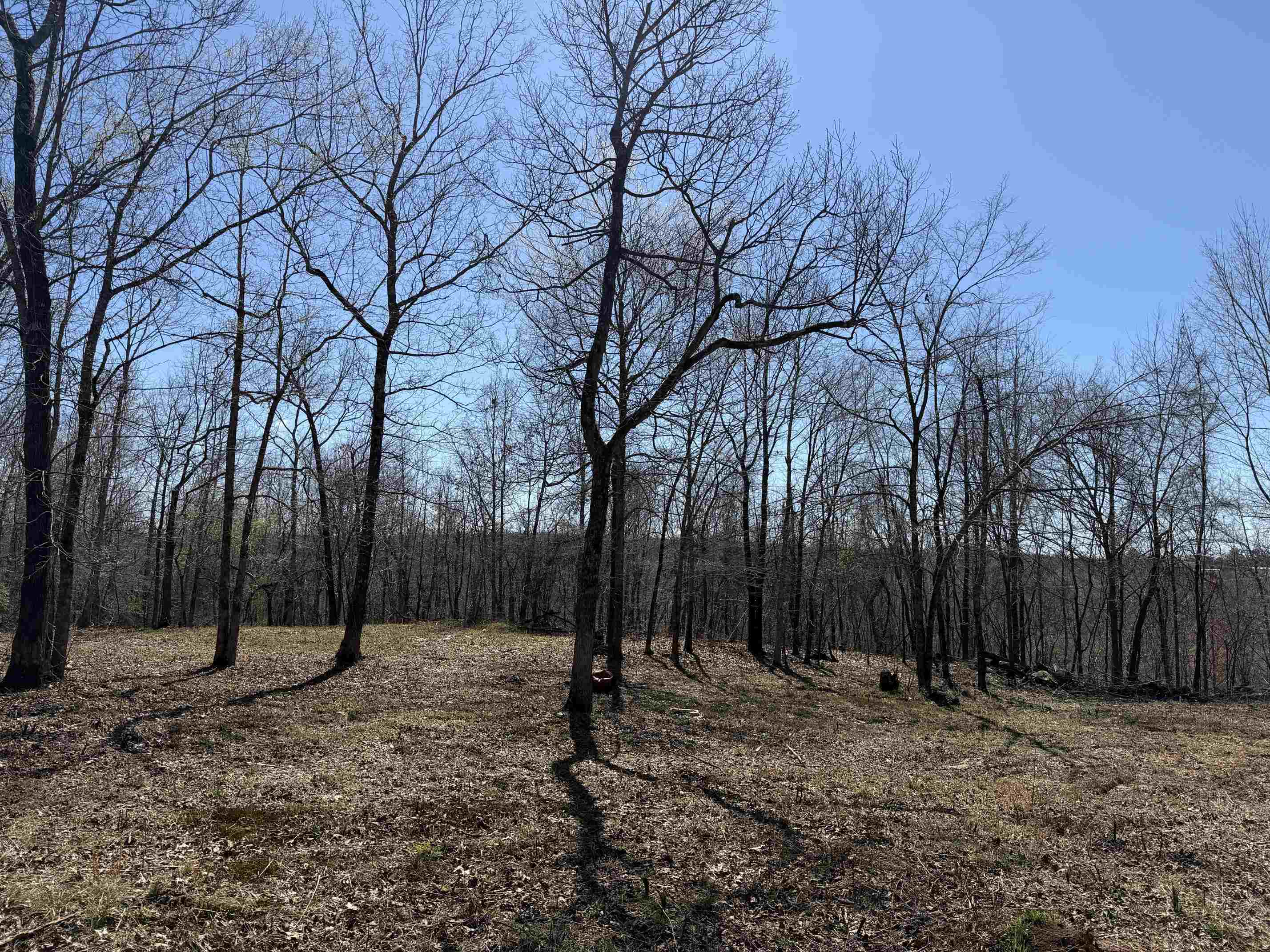 1 Delaney Loop Adamsville, TN 38310 - Photo 4 of 33 a backyard of a house with a trees