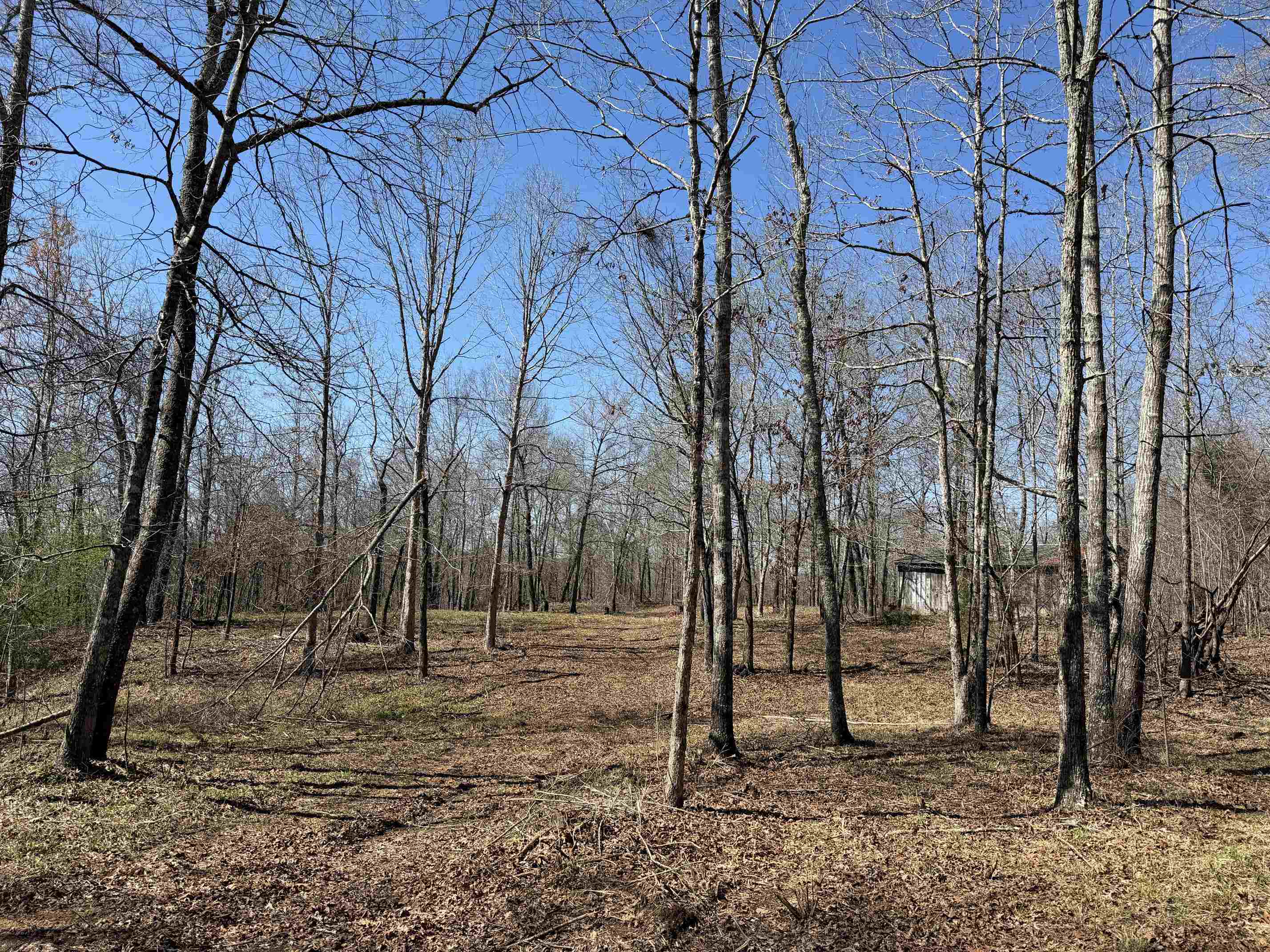 1 Delaney Loop Adamsville, TN 38310 - Photo 5 of 33 a view of covered with trees