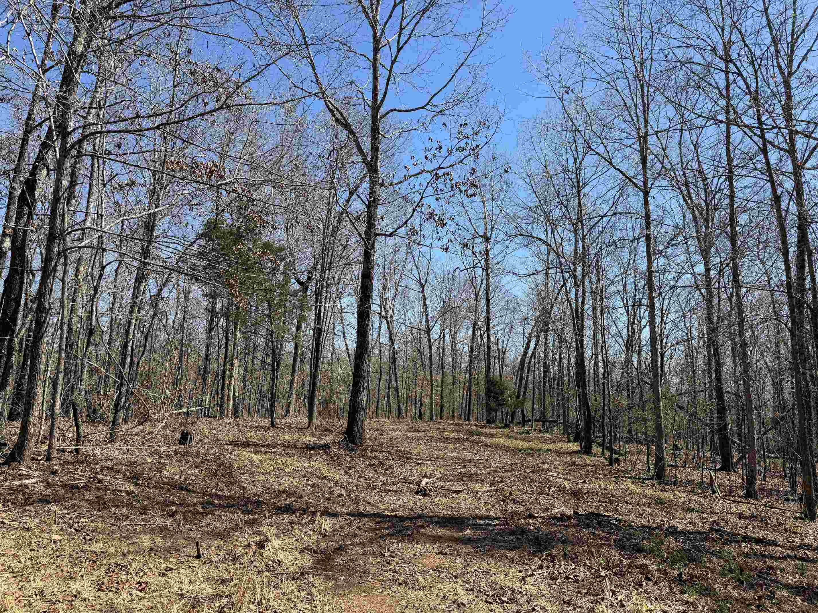 1 Delaney Loop Adamsville, TN 38310 - Photo 6 of 33 a backyard of a house with lots of trees