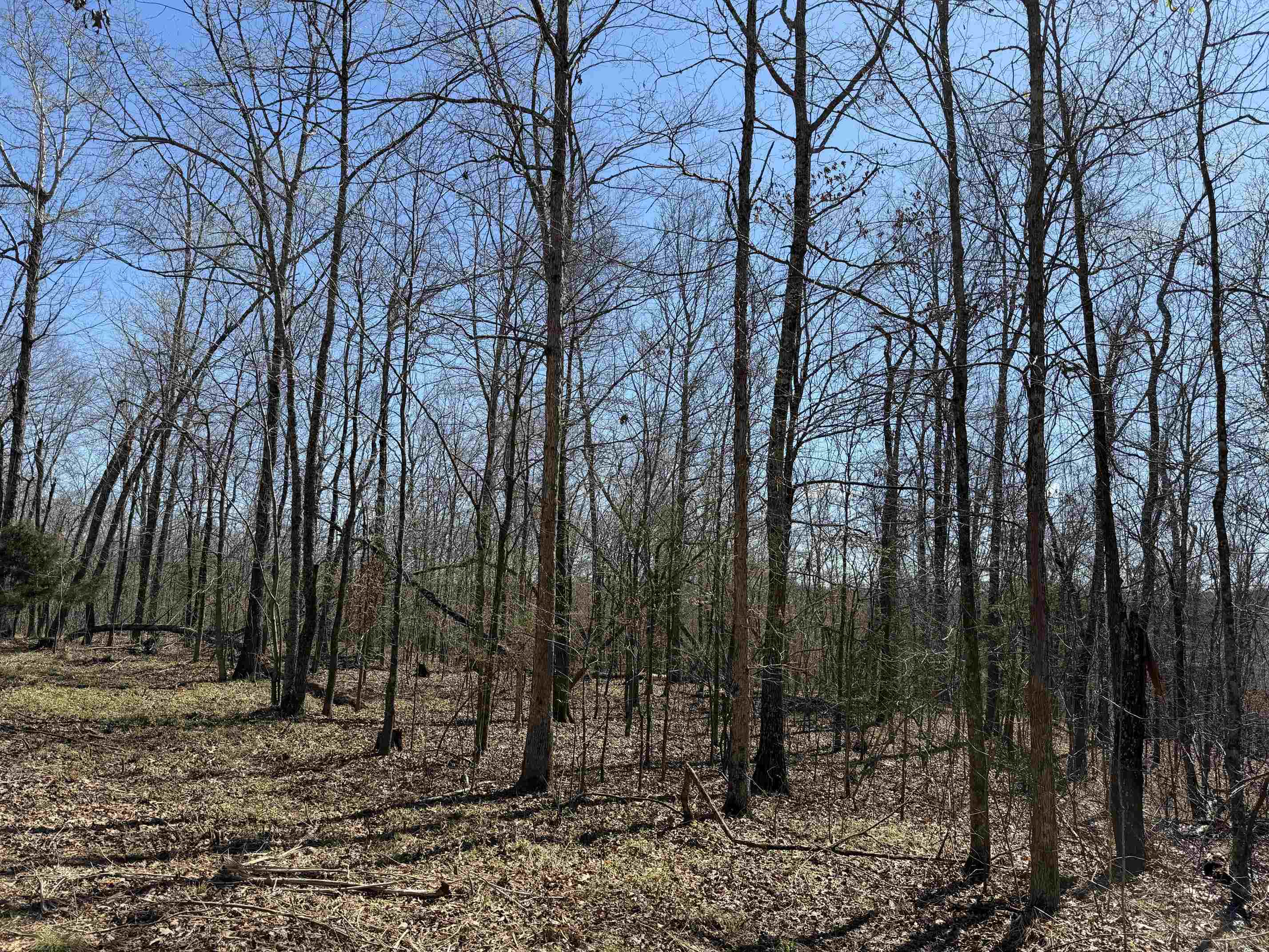 1 Delaney Loop Adamsville, TN 38310 - Photo 7 of 33 a view of a backyard with large trees