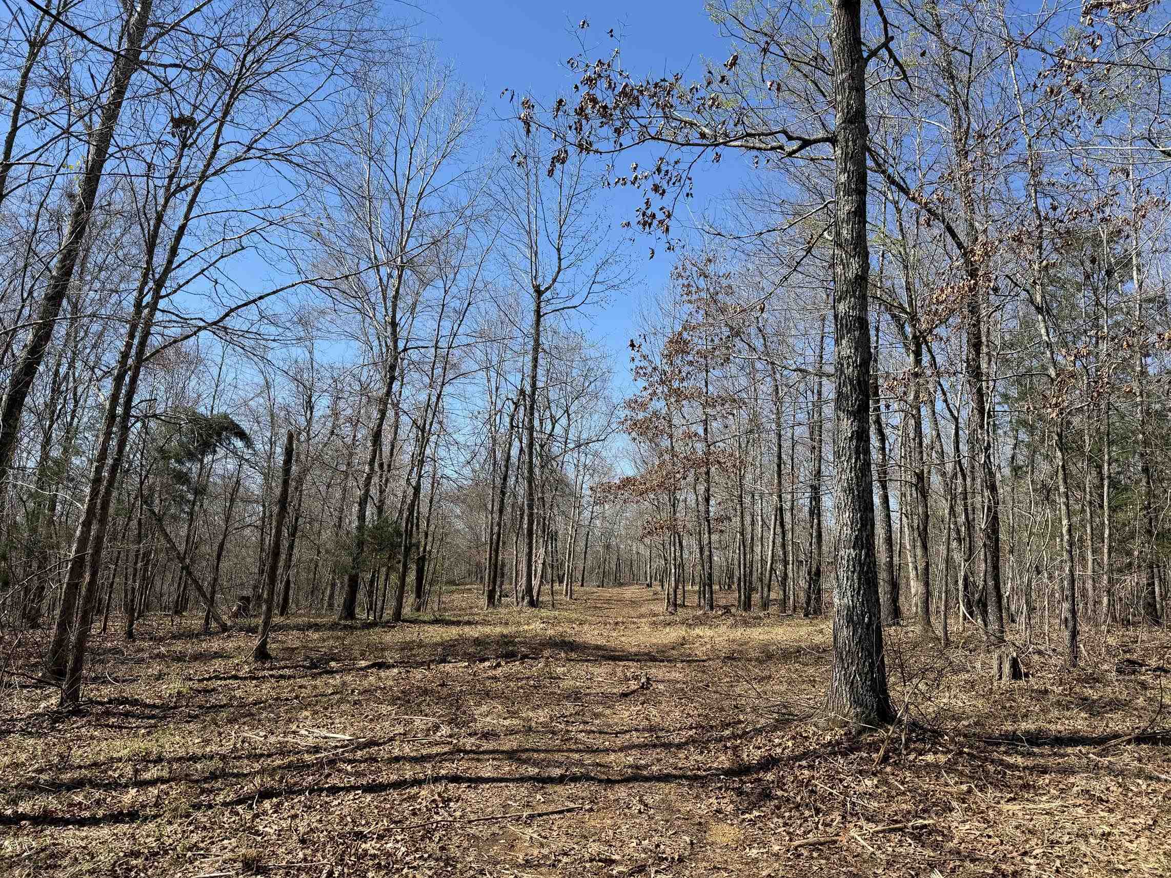 1 Delaney Loop Adamsville, TN 38310 - Photo 10 of 33 a view of a backyard with trees