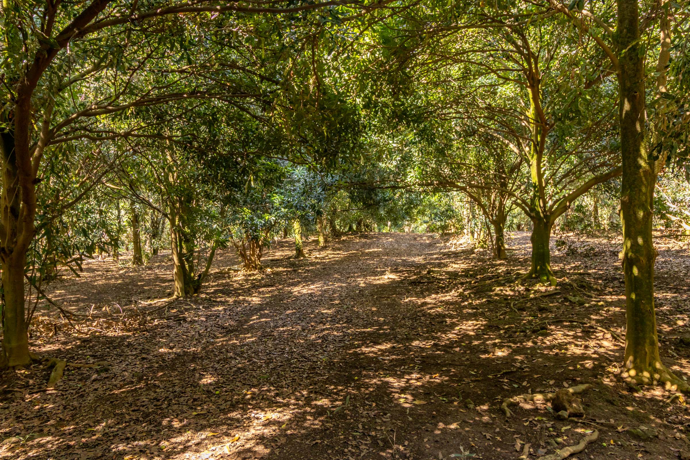 96-2865 Wood Valley Road Pahala, HI 96777 - Photo 5 of 18