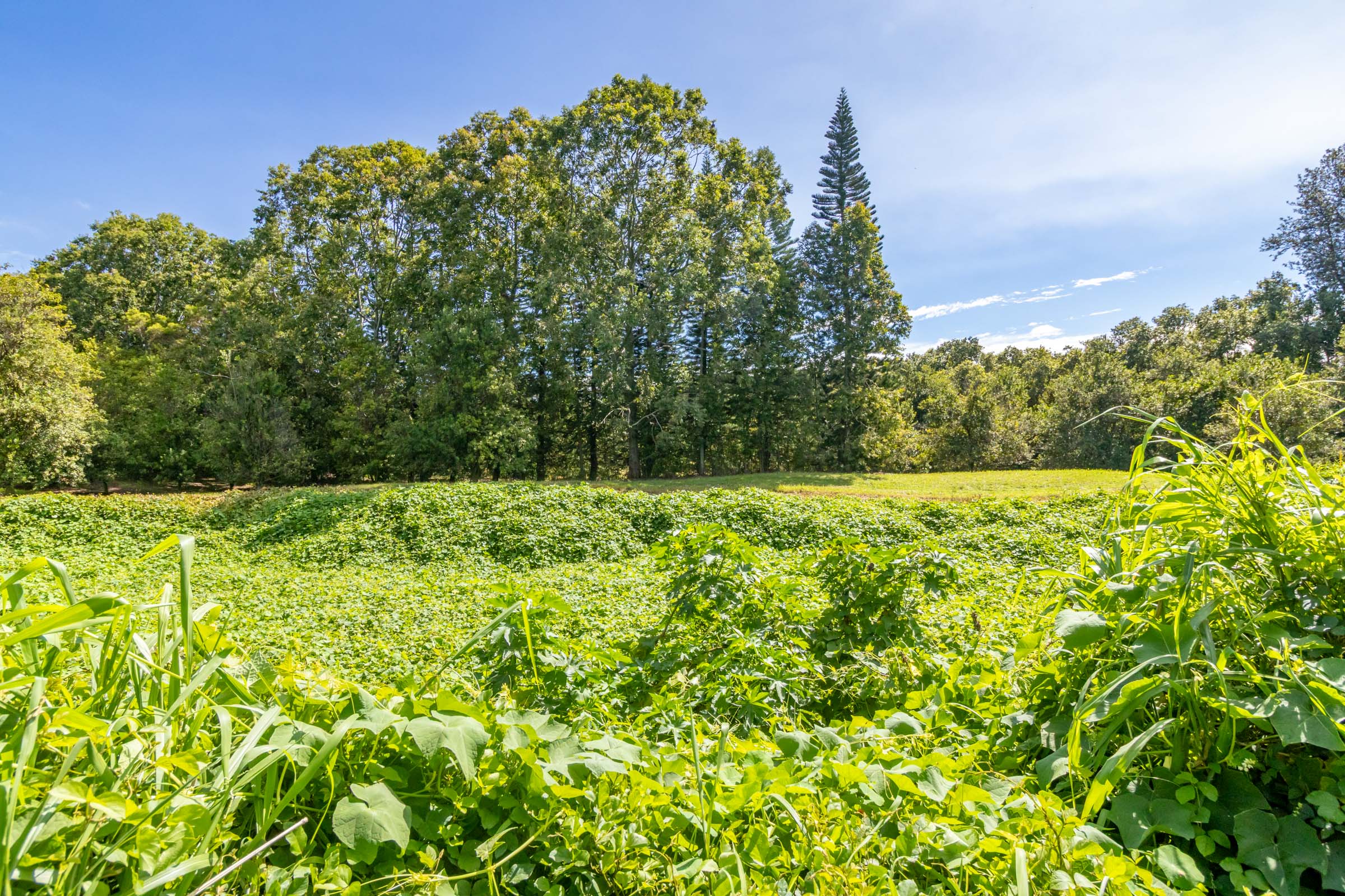 96-2865 Wood Valley Road Pahala, HI 96777 - Photo 6 of 18